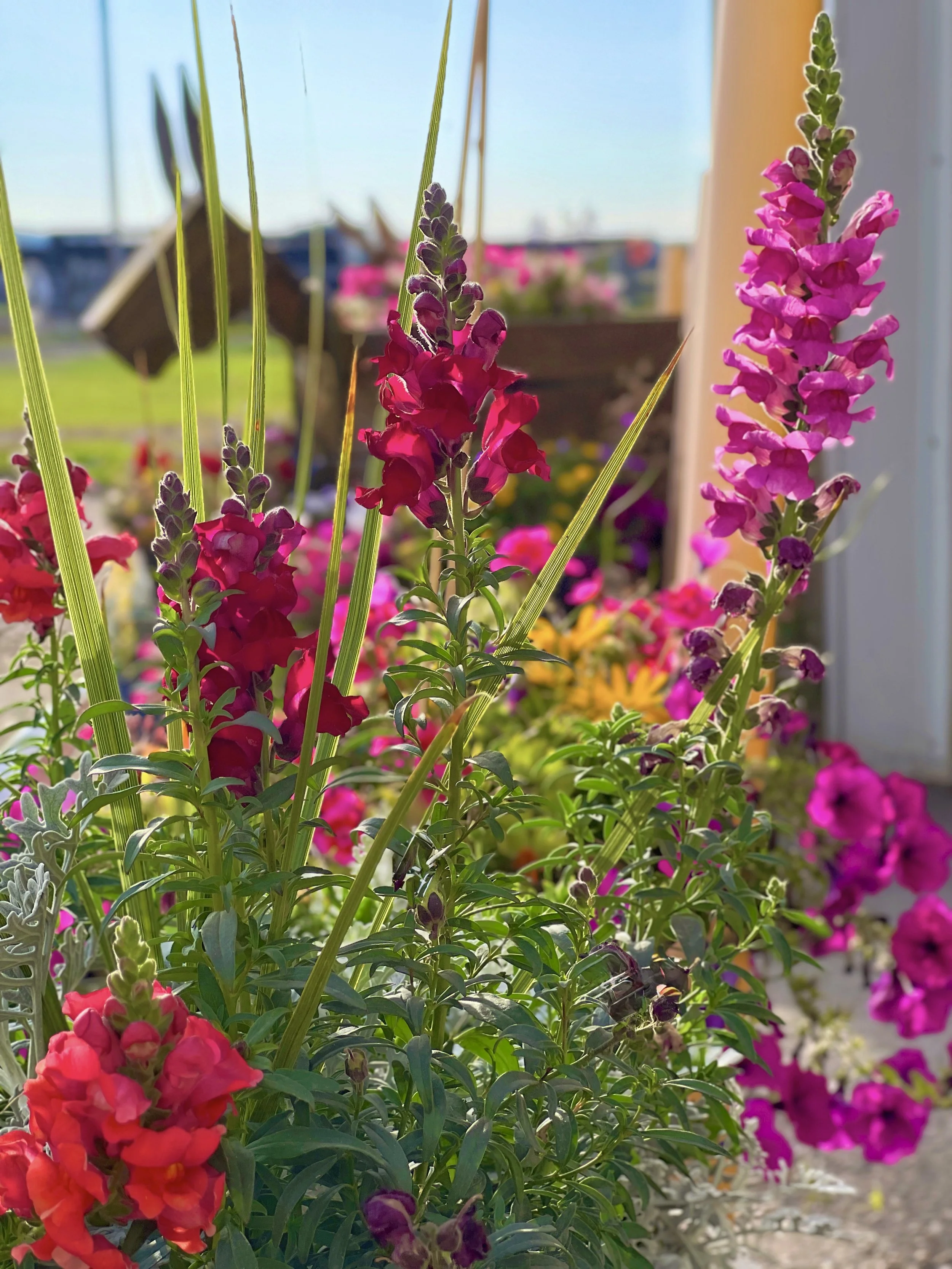 Close-up of pink and purple snapdragon flowers growing outdoors with a blurred background of other flowers and a blue sky.