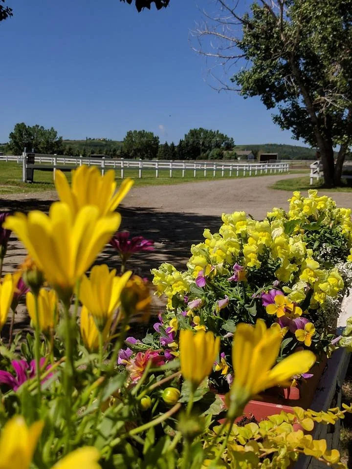 Colorful flowers in the foreground with a dirt road, a white fence, green trees, and a blue sky in the background.