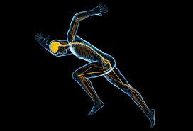 Nervous System Coherence for Effortless Speed