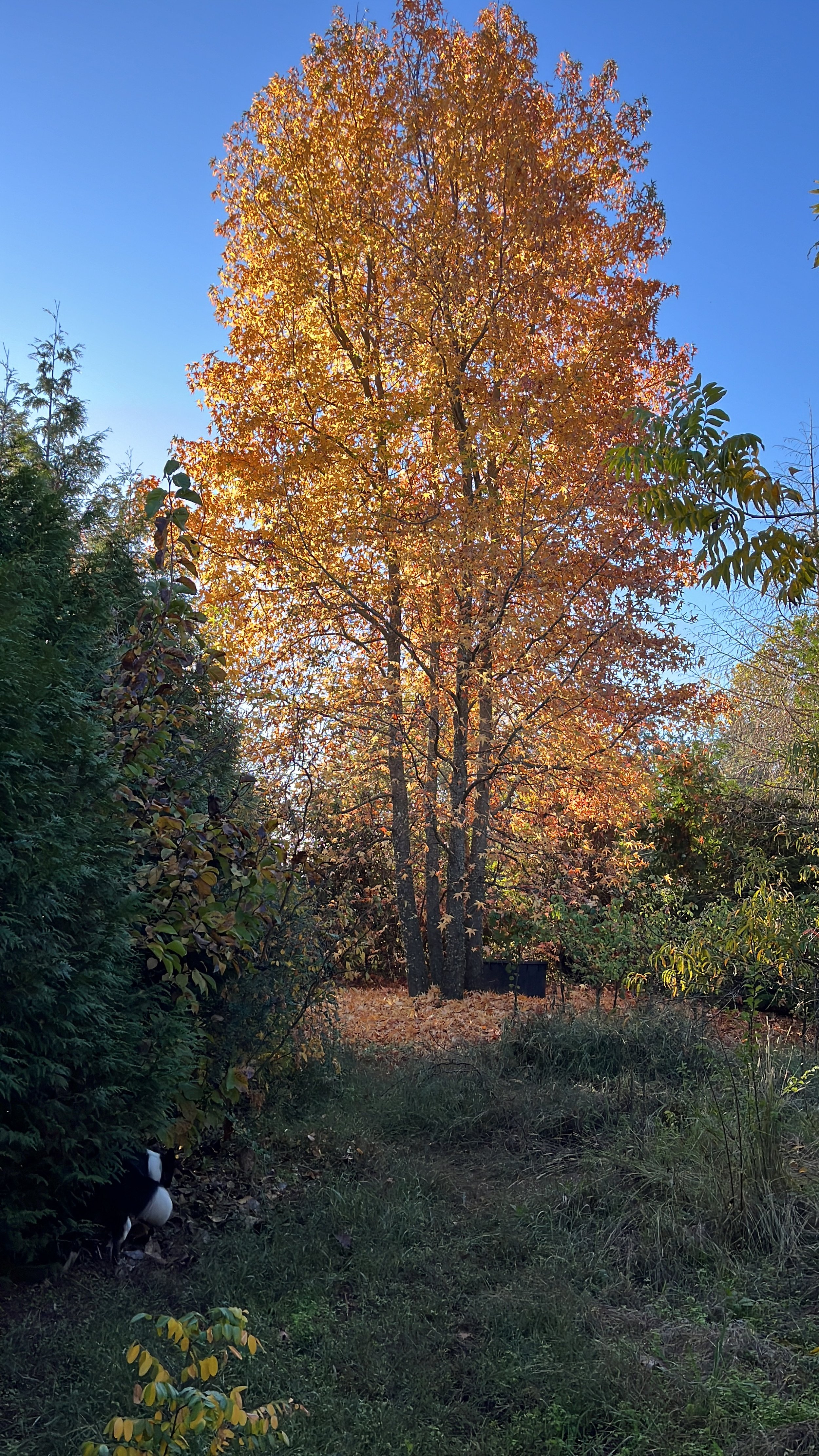 Árbol grande con hojas de color anaranjado y amarillo en un día soleado, con cielo azul de fondo y vegetación verde en el primer plano.