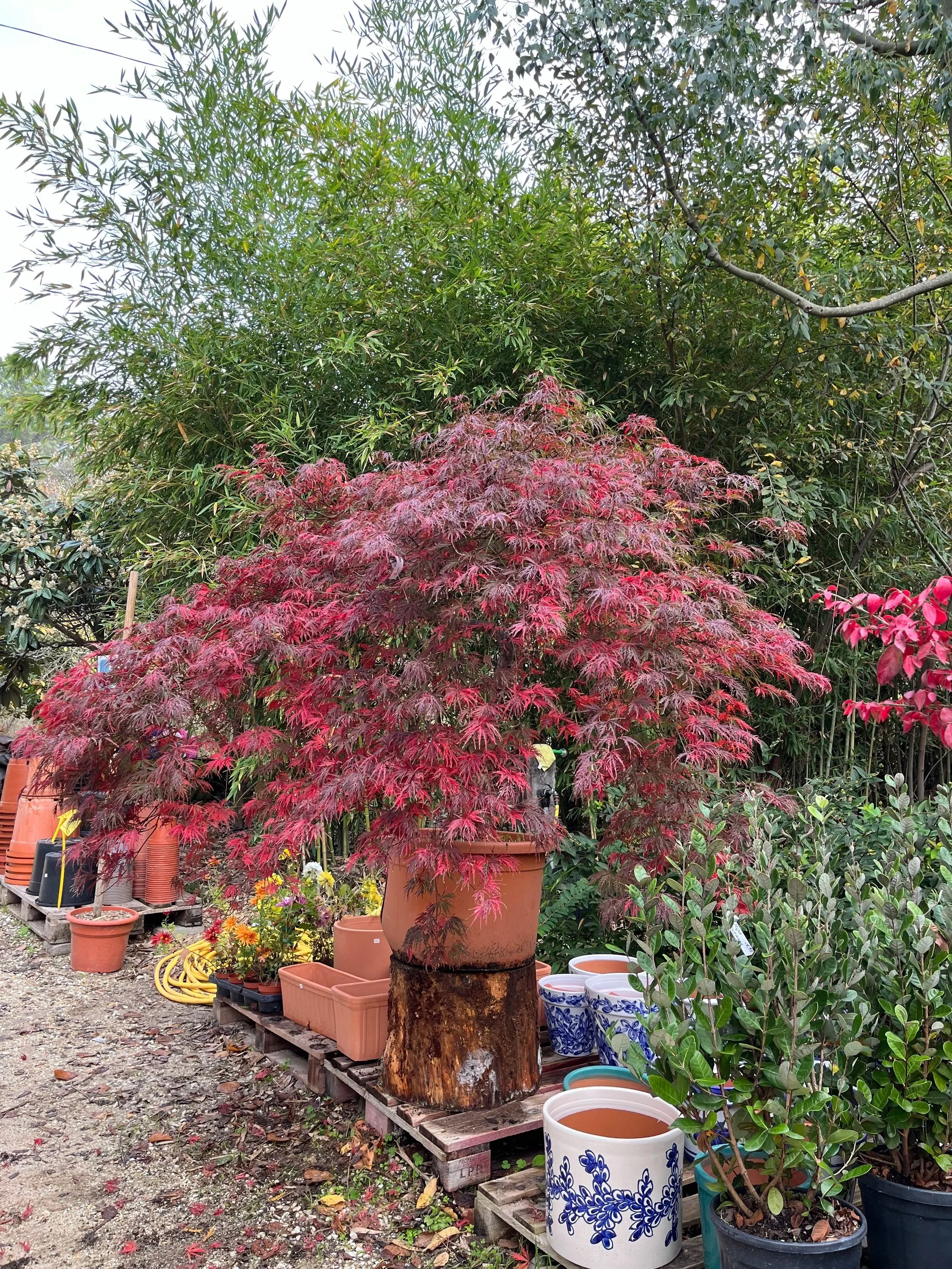 Jardín con arbusto de hojas rojas en maceta grande y varias macetas con plantas de diferentes tamaños y colores.