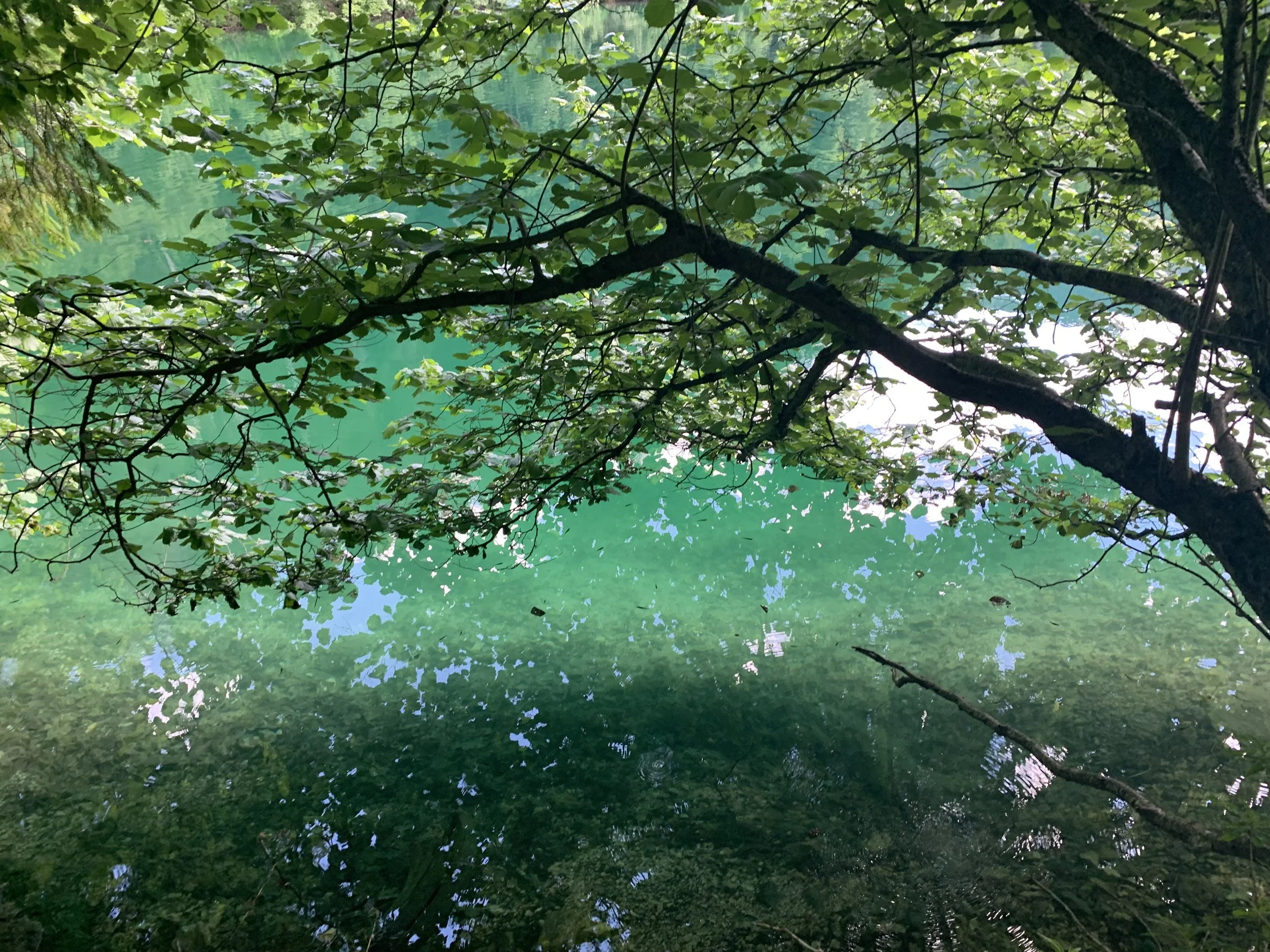 Ramas de árbol extendiéndose sobre aguas verdes cristalinas reflejando el cielo y la vegetación.