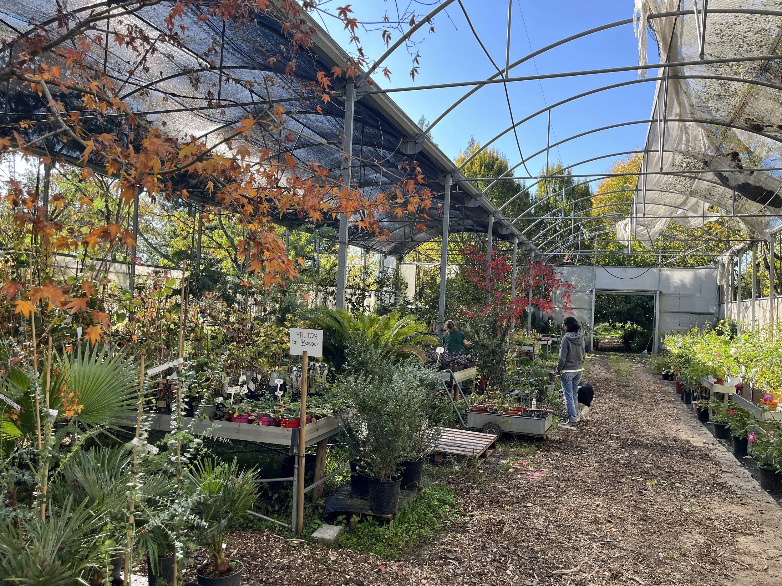 Invernadero con plantas de diversos tipos y colores, dos personas cuidando las plantas, con un cielo azul y árboles con hojas de otoÃ±o en el fondo.