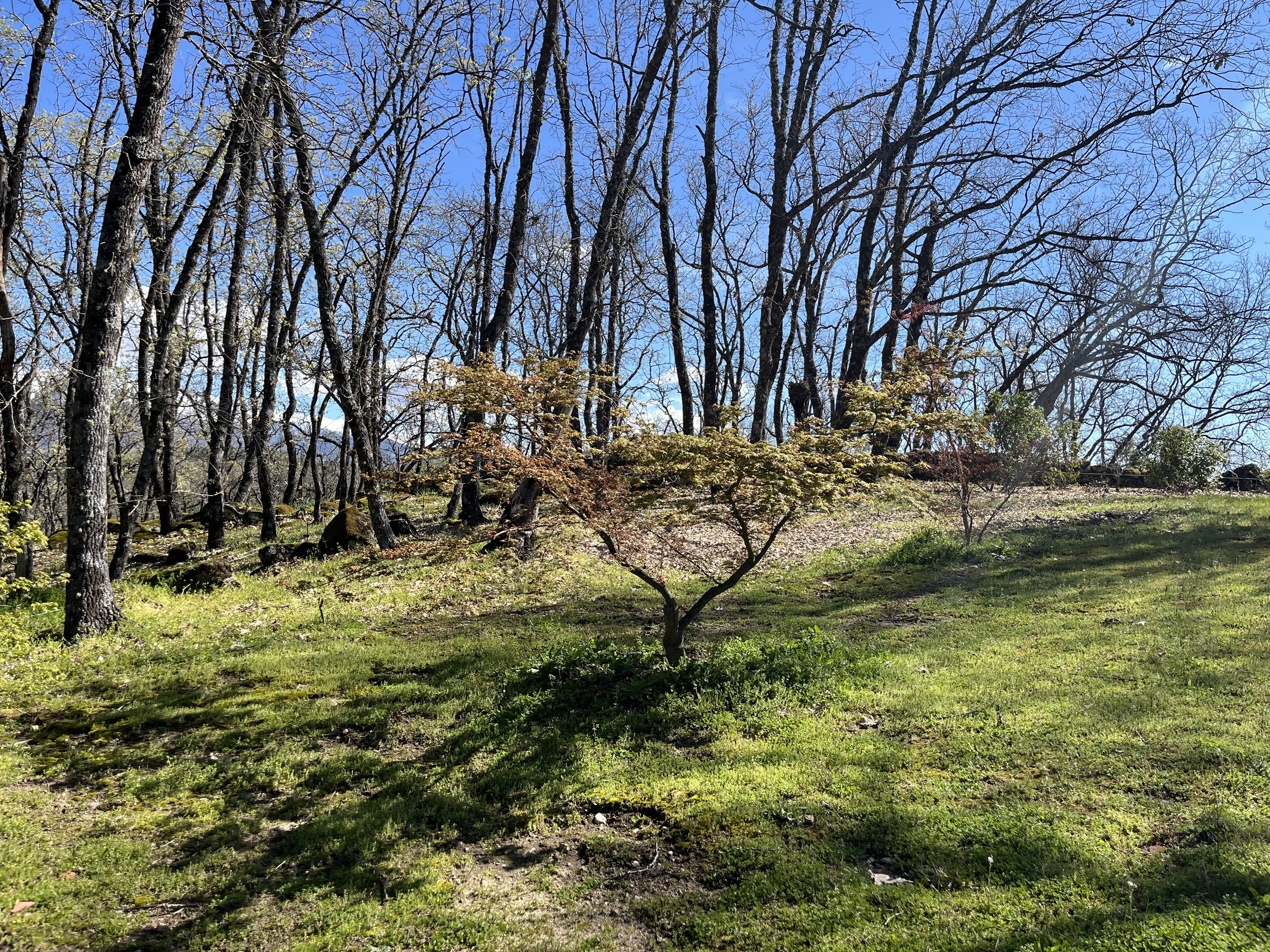 Paisaje de un bosque con árboles sin hojas, césped verde y un cielo azul claro.