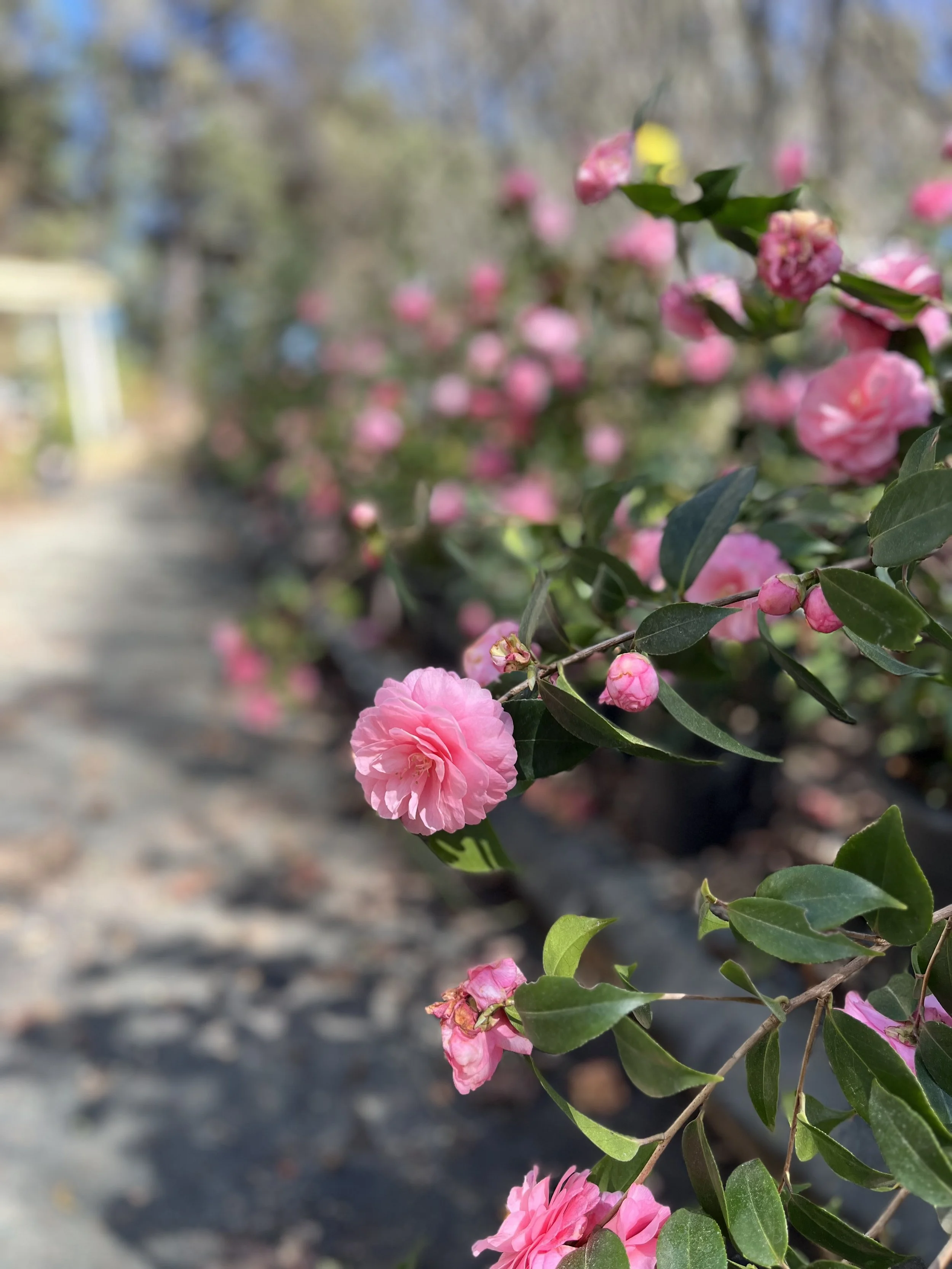 Ramo de flores rosadas en un sendero con fondo difuminado de árboles y cielo claro.