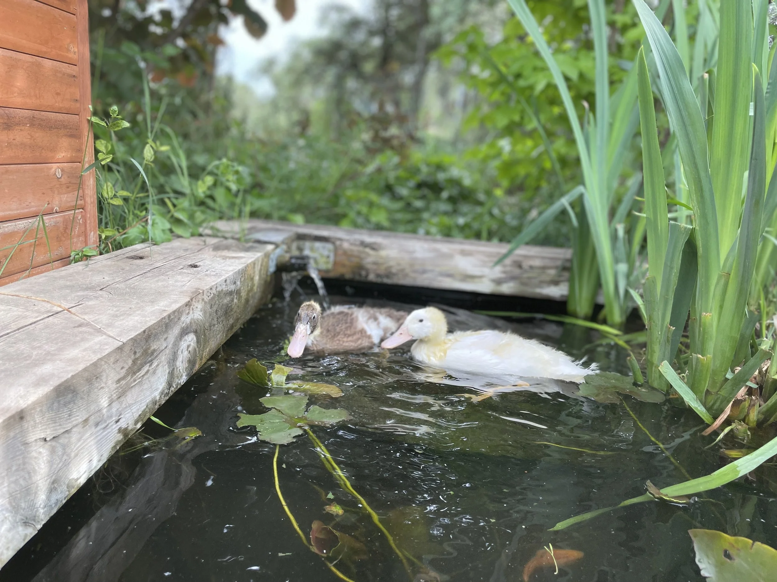 Cisnes jóvenes en un estanque rodeados de vegetación y plantas acuáticas, cerca de una estructura de madera.