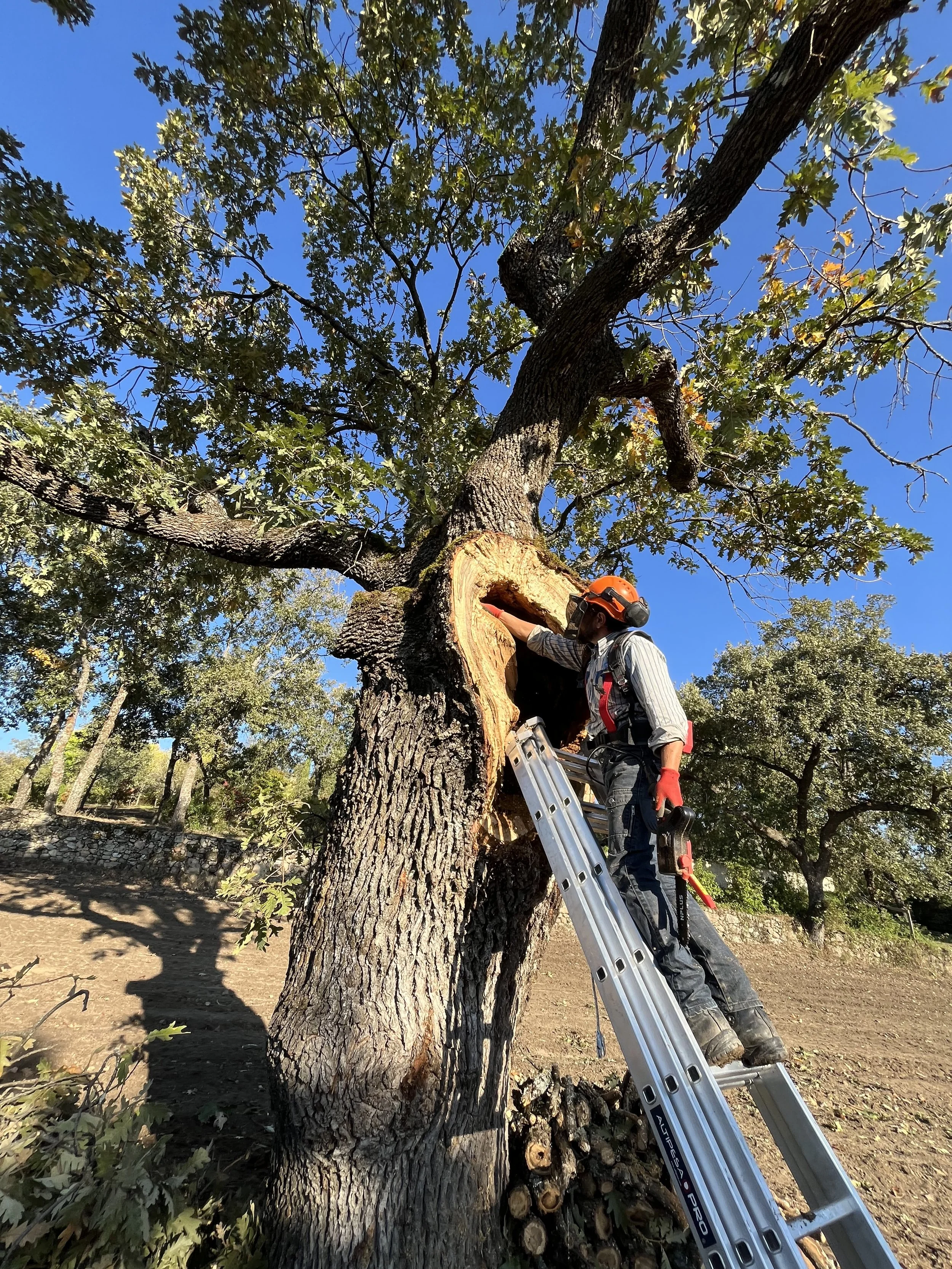 Un trabajador con equipo de protección, incluyendo casco y guantes, poda un árbol grande usando una escalera de aluminio en un día soleado y despejado. El árbol tiene un corte visible en el tronco.