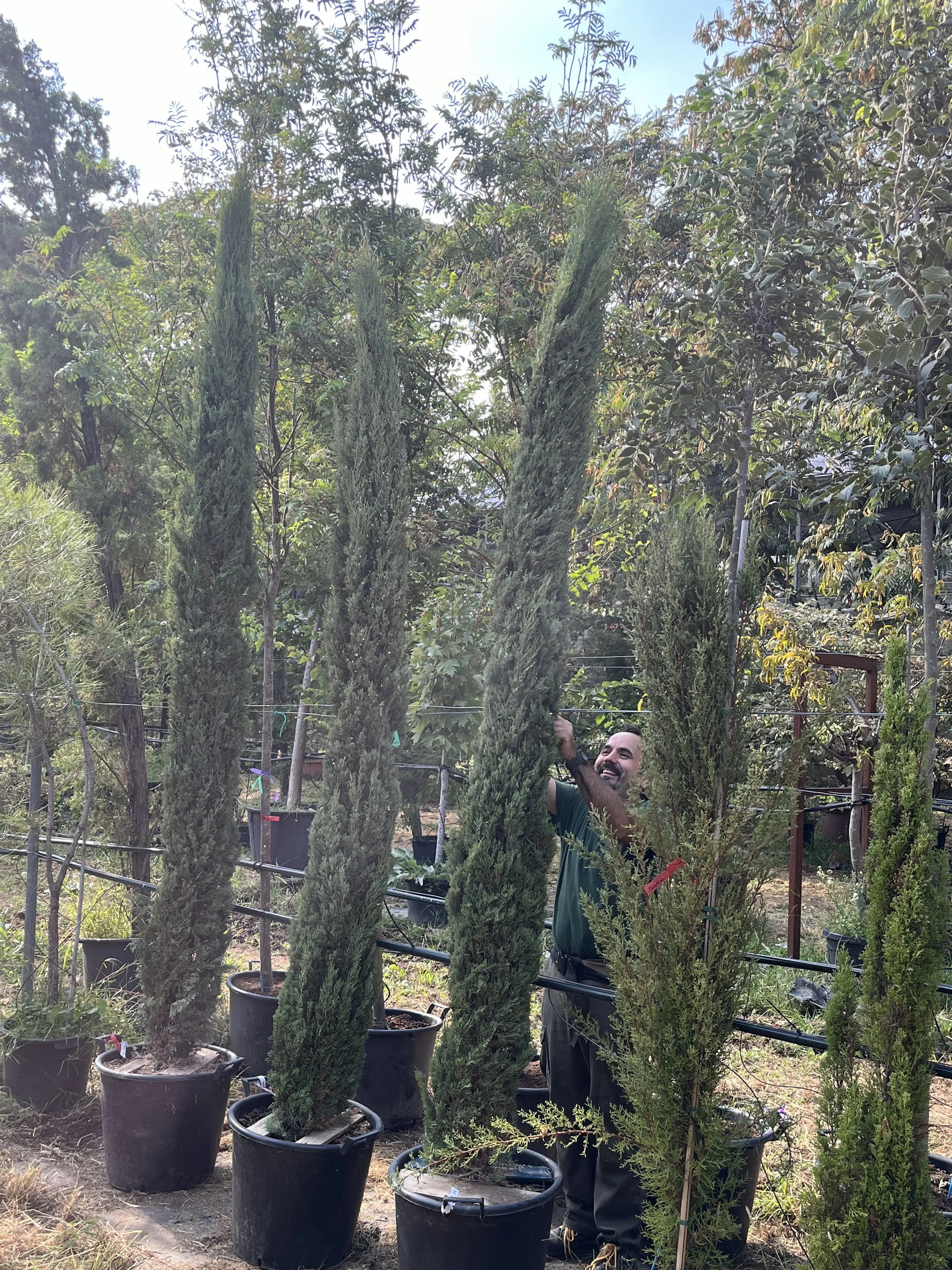 Un hombre sonriente entre cipreses en un vivero, rodeado de plantas en macetas grandes, en un día soleado y despejado.