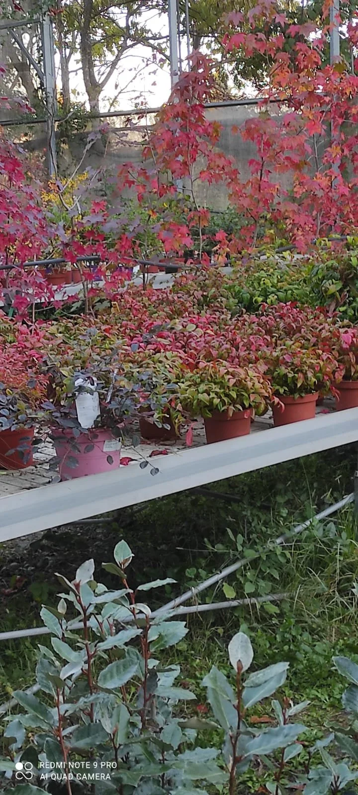 Un invernadero con plantas de hoja verde y rojas en macetas, algunas con hojas color rojo y otras con hojas grisáceas, en un entorno al aire libre con árboles de fondo.