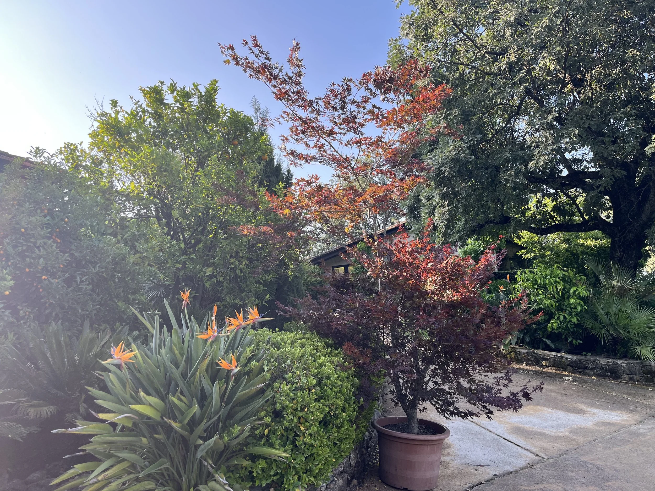 Jardín con arbustos y árboles enmacetados, incluyendo un árbol con hojas rojas y otro con hojas verdes, en un día soleado.