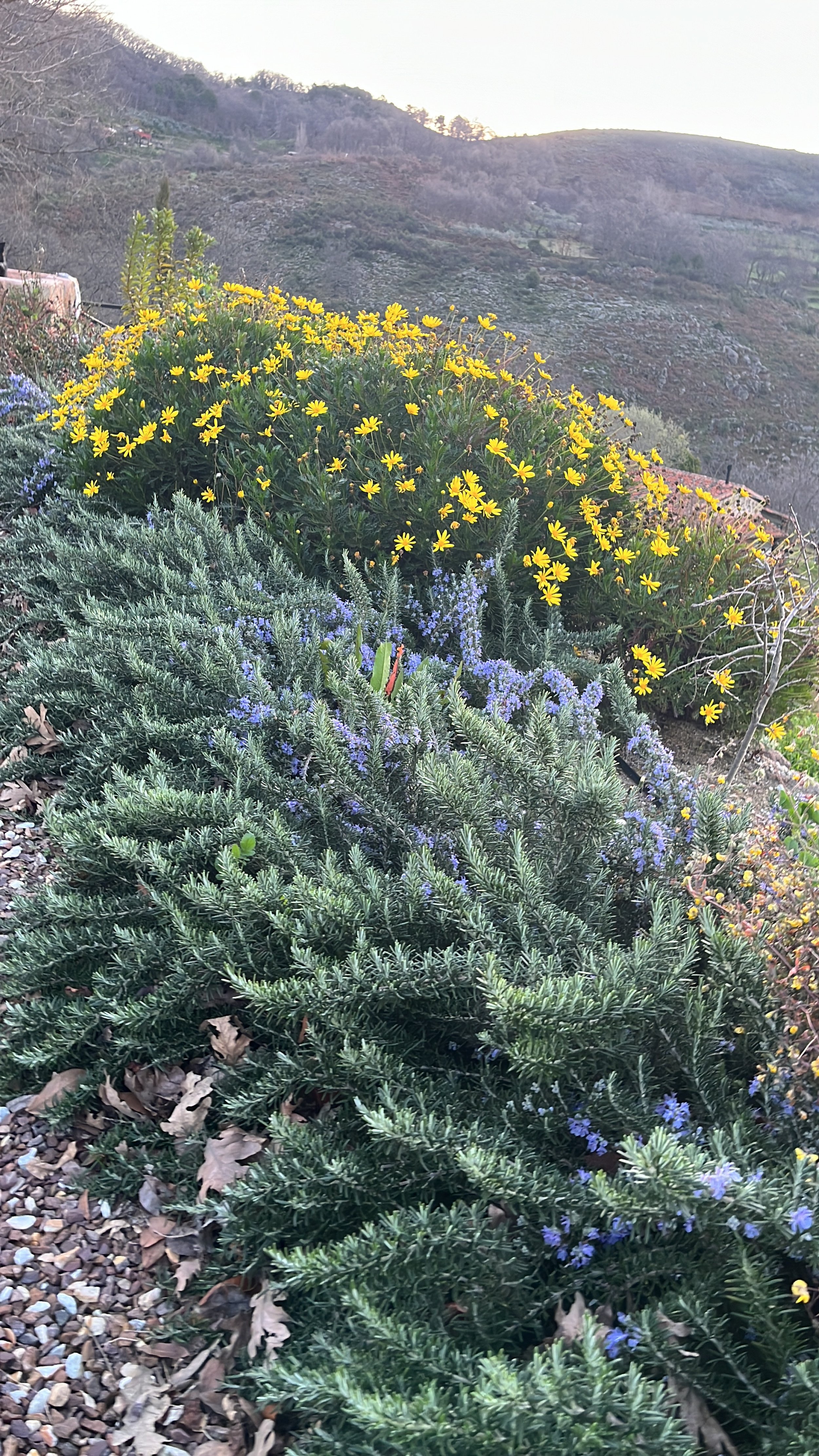 Fotos de plantas y flores en un paisaje montañoso, incluyendo flores amarillas y violetas con fondo de montañas y cielo.