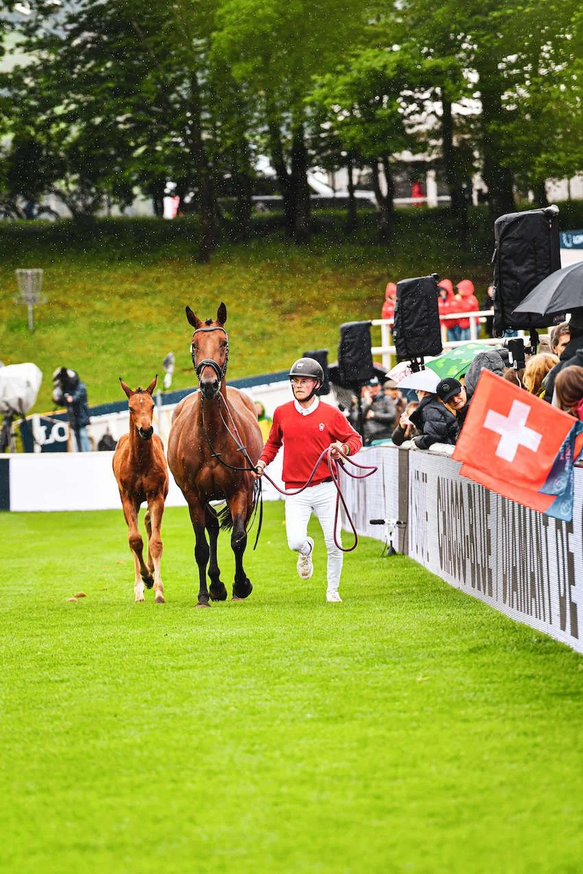 How Advanced Reproductive Technologies are Reshaping Equine Value