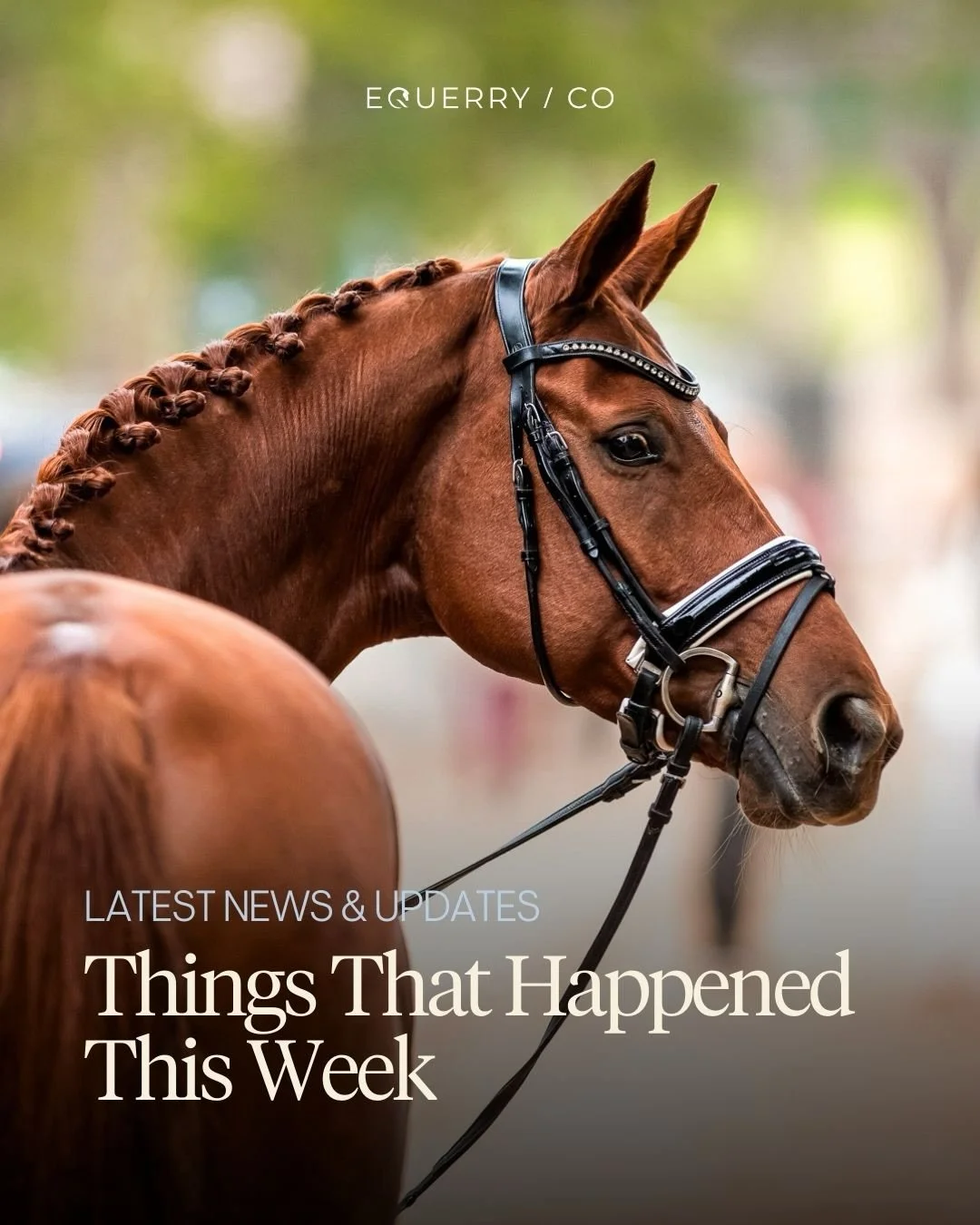 Things that happened this week:  🌍 The EEF confirmed Chairs and members of its newly restructured 2026 Working Groups.

🌟  Endurance rider Marijke Visser was named Rider of the Year 2025, the first endurance athlete to receive the honour.

🏇 After