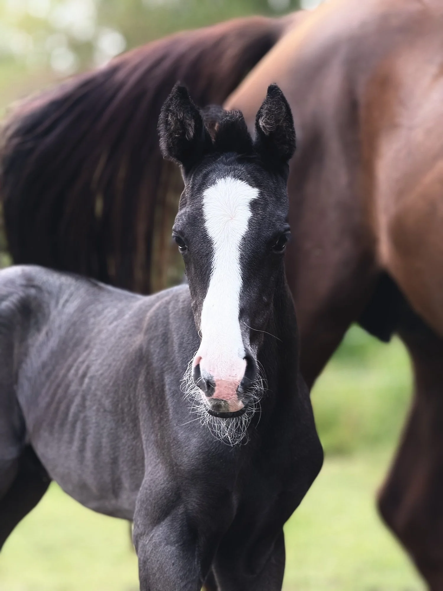 Breeding for the Future: A Conversation on Data, Resilience and the Modern Sport Horse