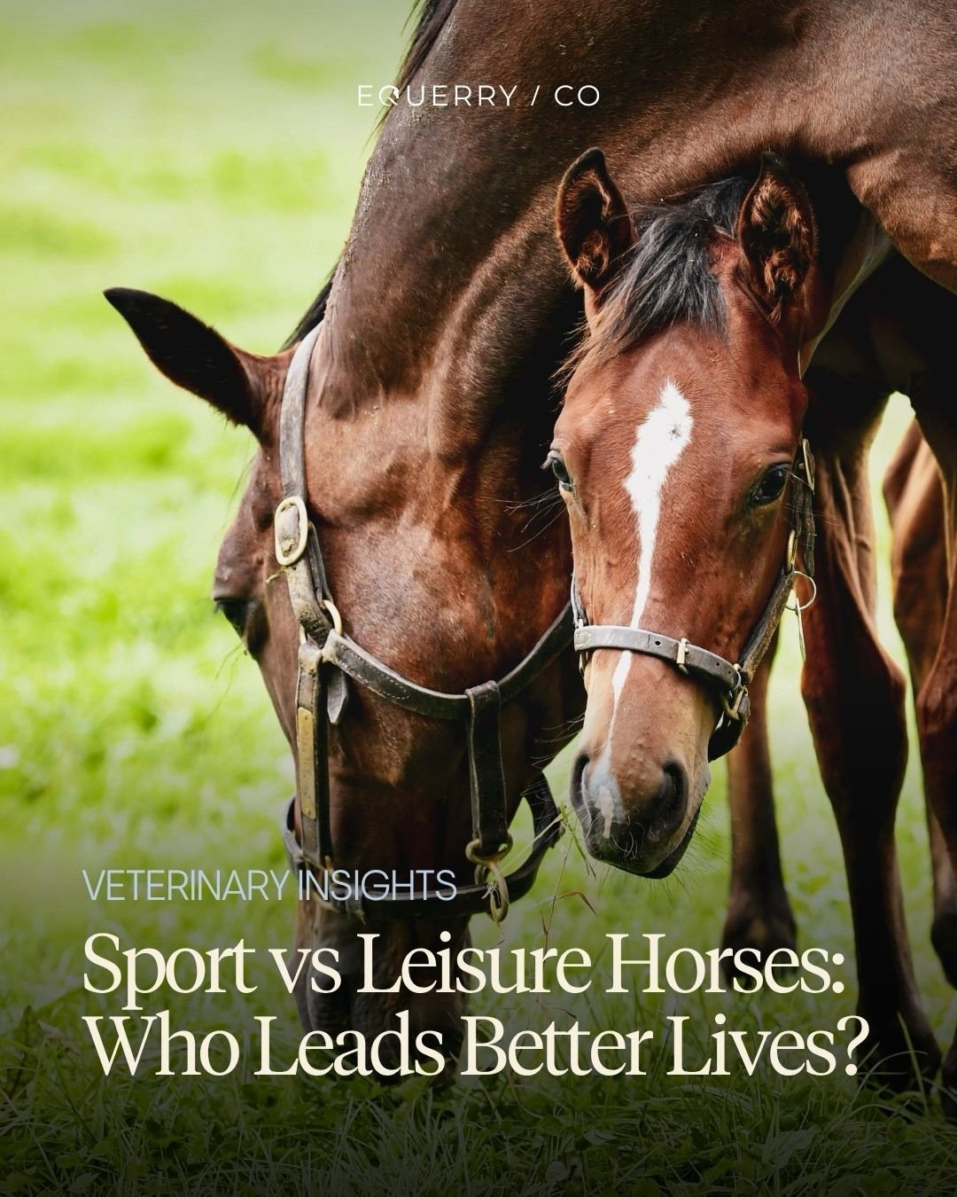 Debates around equine welfare often frame sport horses and leisure horses as living completely different lives - one shaped by pressure and performance, the other by freedom and simplicity. 

But the reality is far more complex. 

Speaking with veter