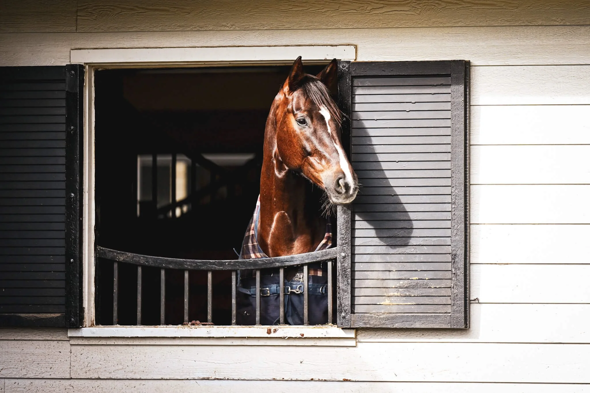 Through the Horse’s Eyes: Rethinking Equine Welfare