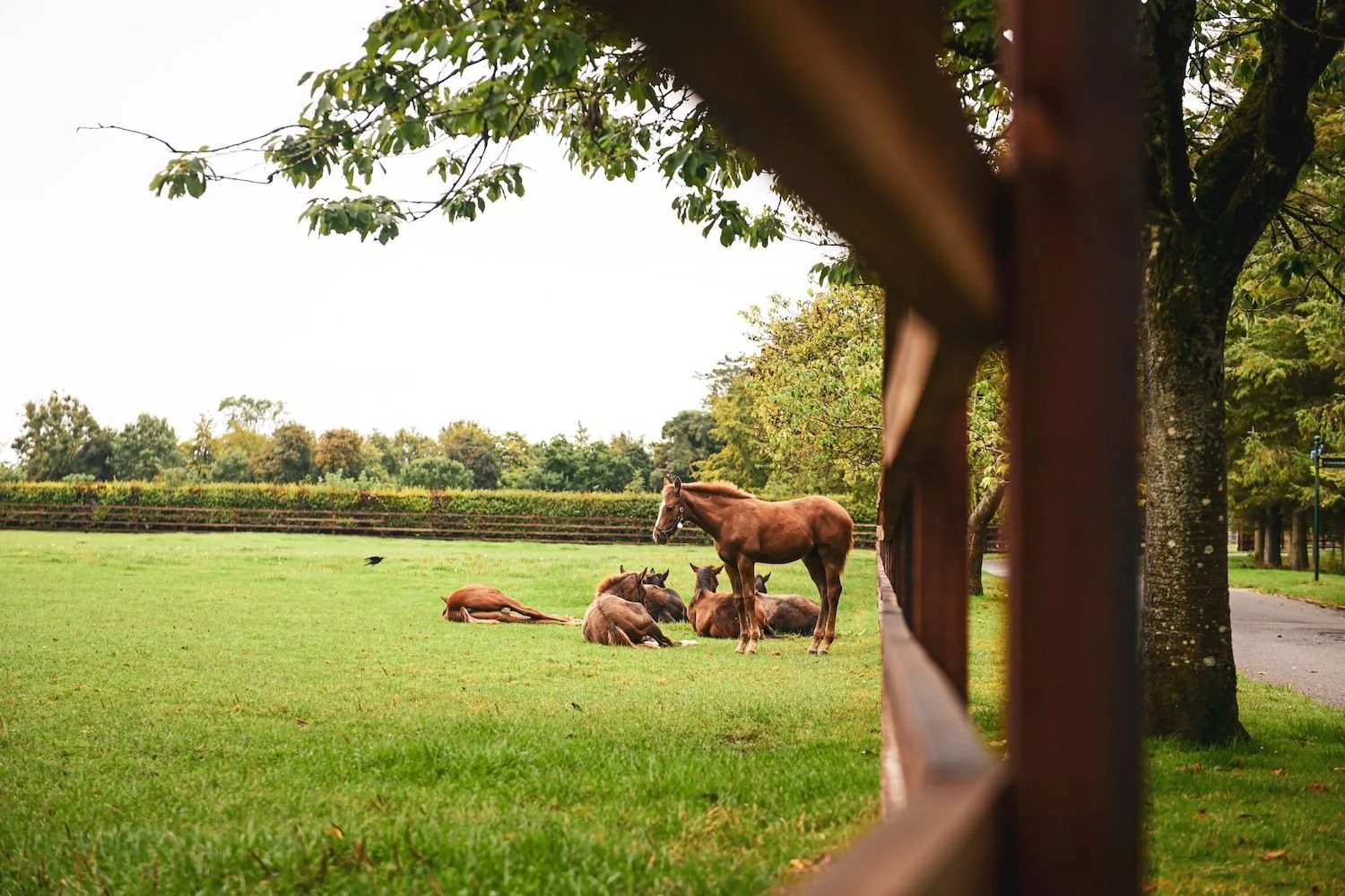 Breeding-Lifestyle-Foals-EQuerry_Magazine.jpg