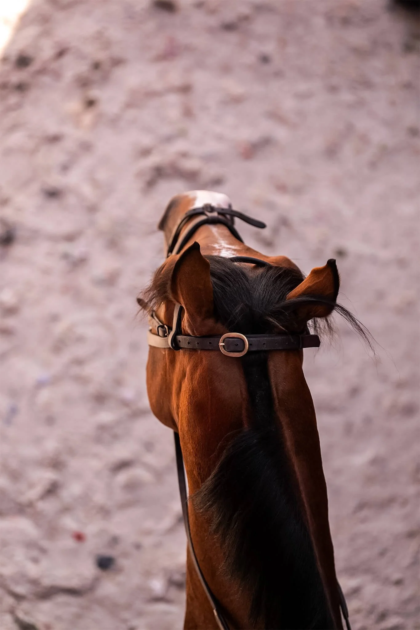 Lifestyle-Horse-Closup-Bridle-BTS-EQuerry_Magazine.jpg