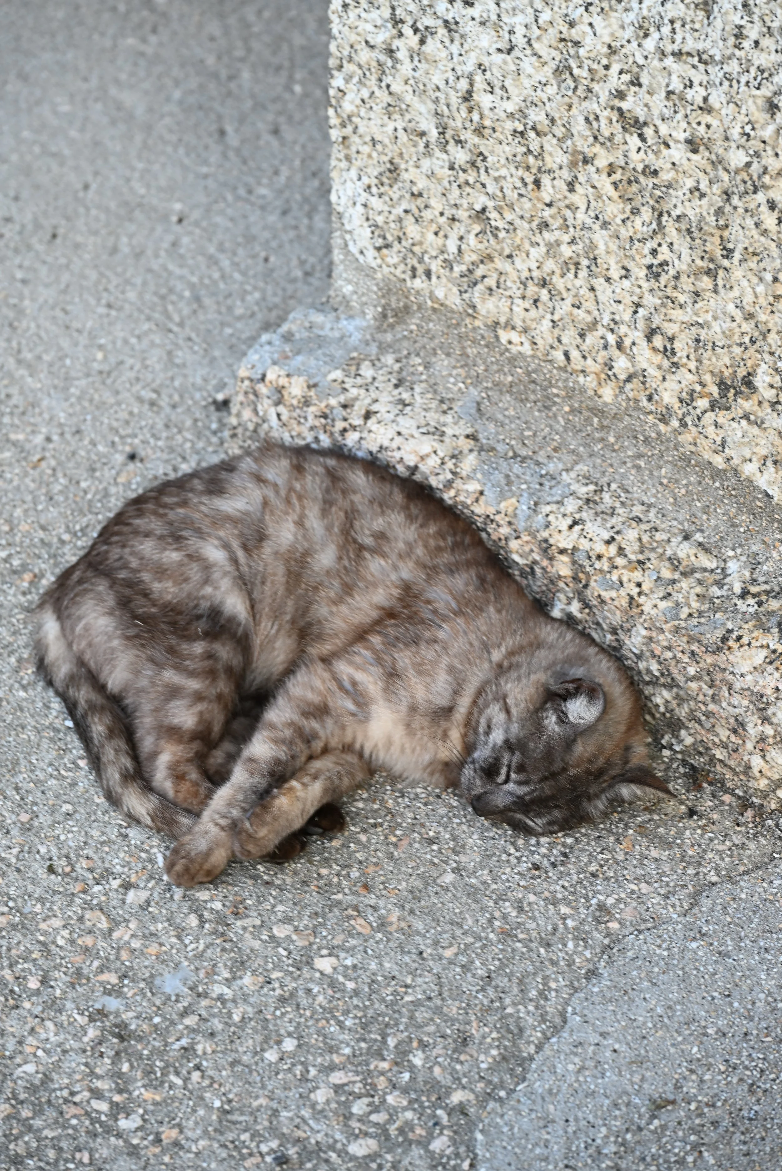 DSC_4798.JPG