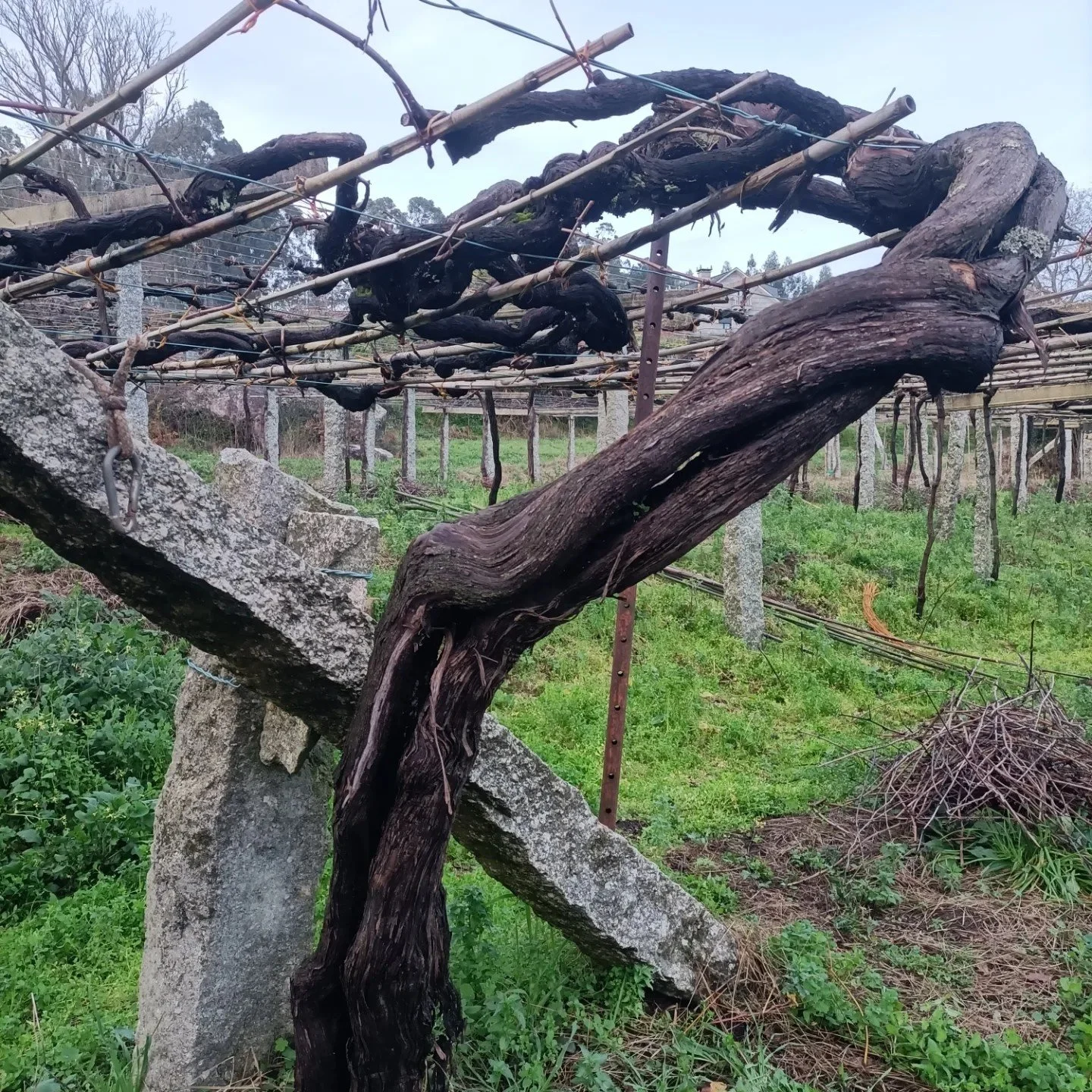 SR old Vines.jpg