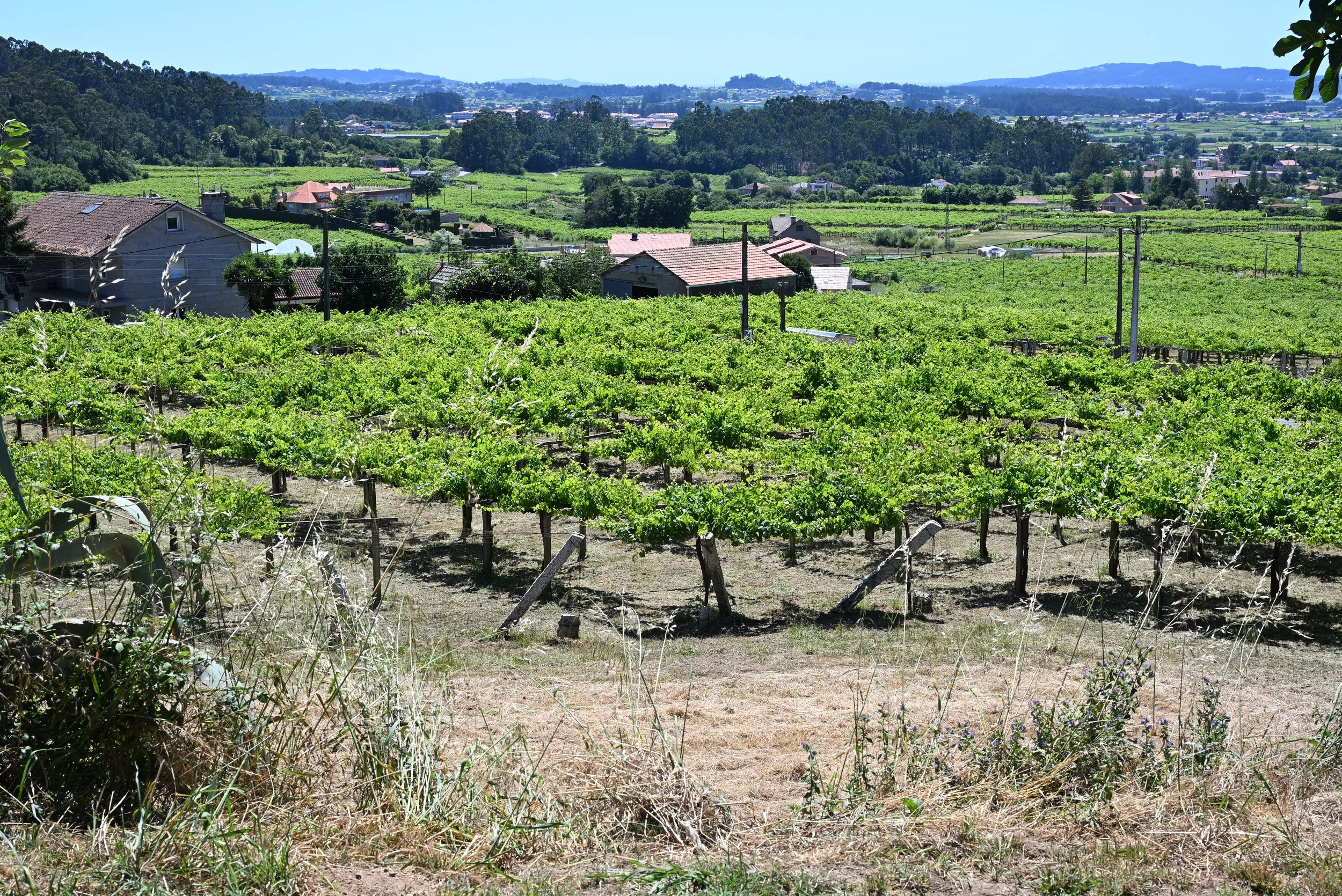 DSC_4612.JPG