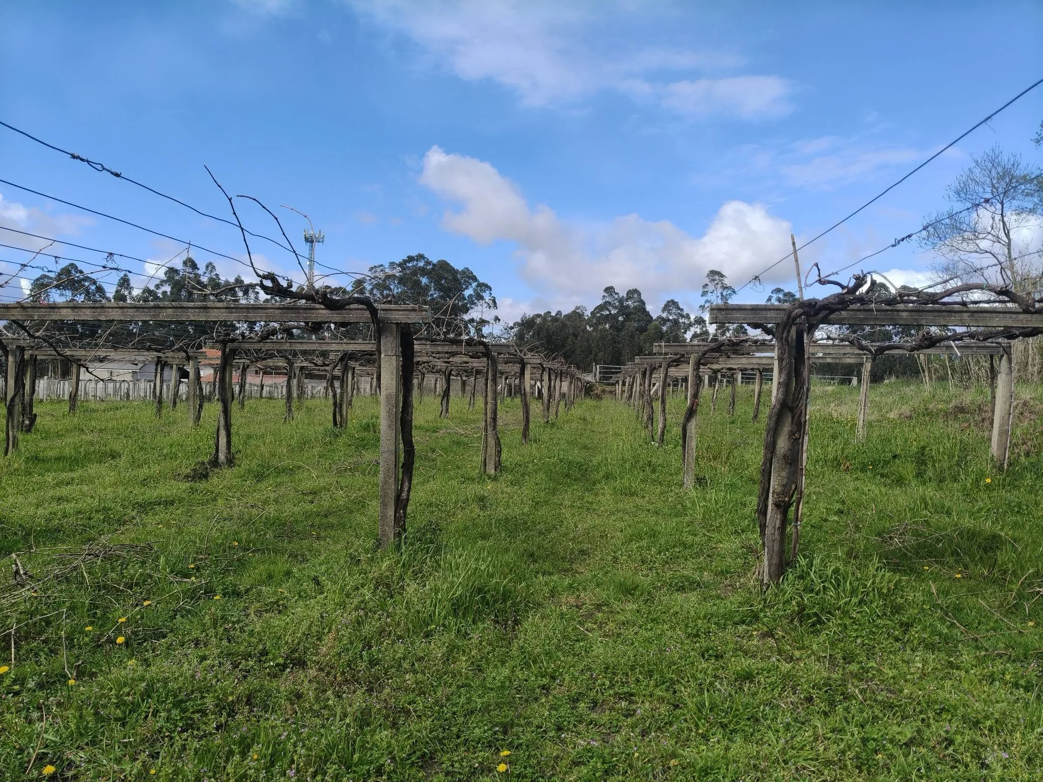 SR Vineyard 1.jpg