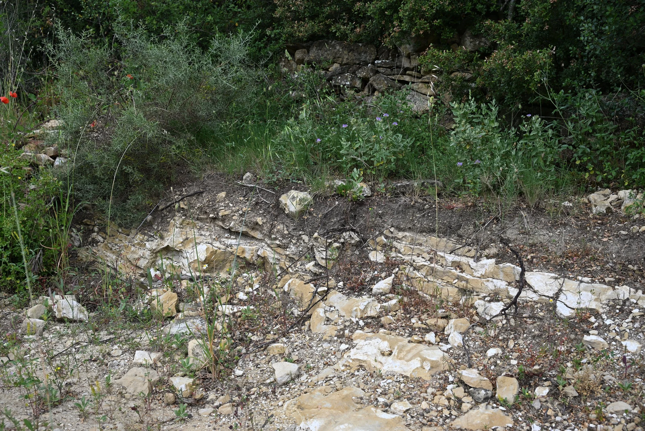 DSC_3412.JPG