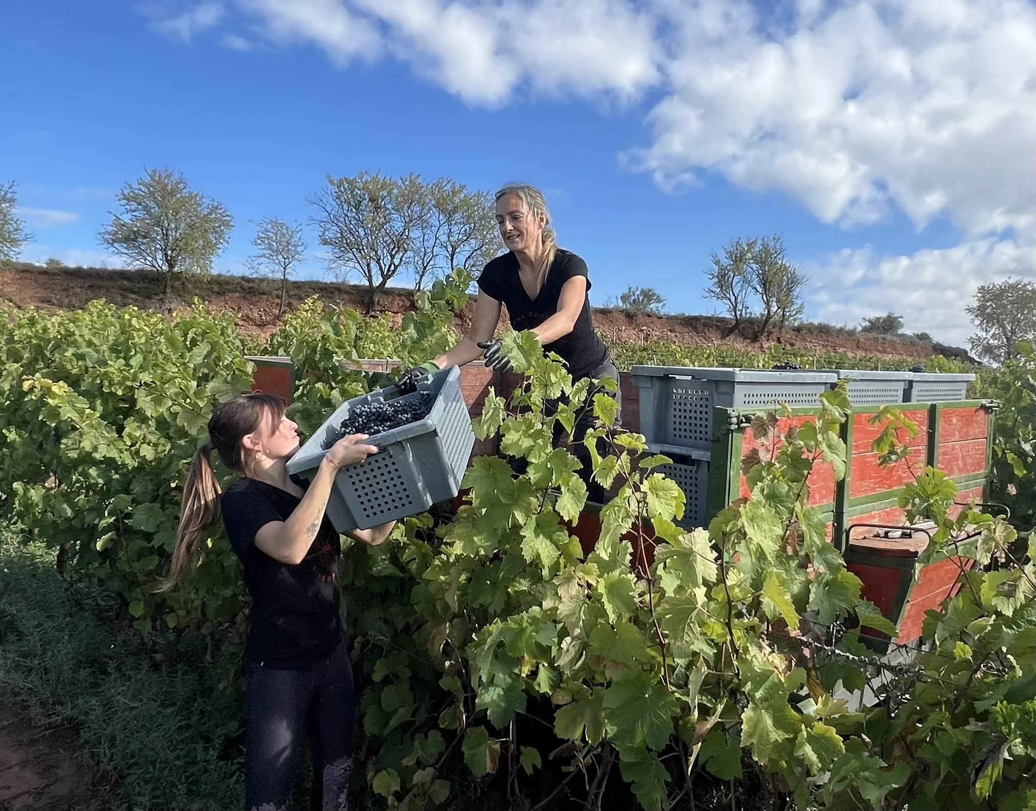 Elena Corzana Harvest Navarrete
