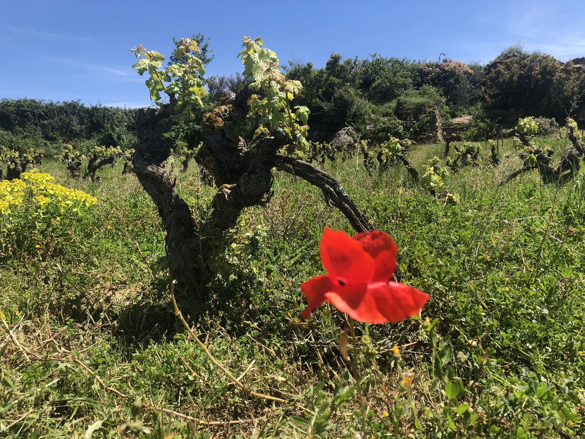IMG_3767.JPEG