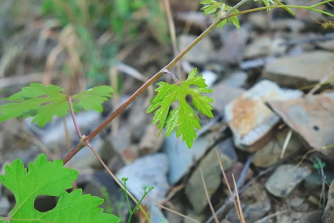 Bierzo Soils