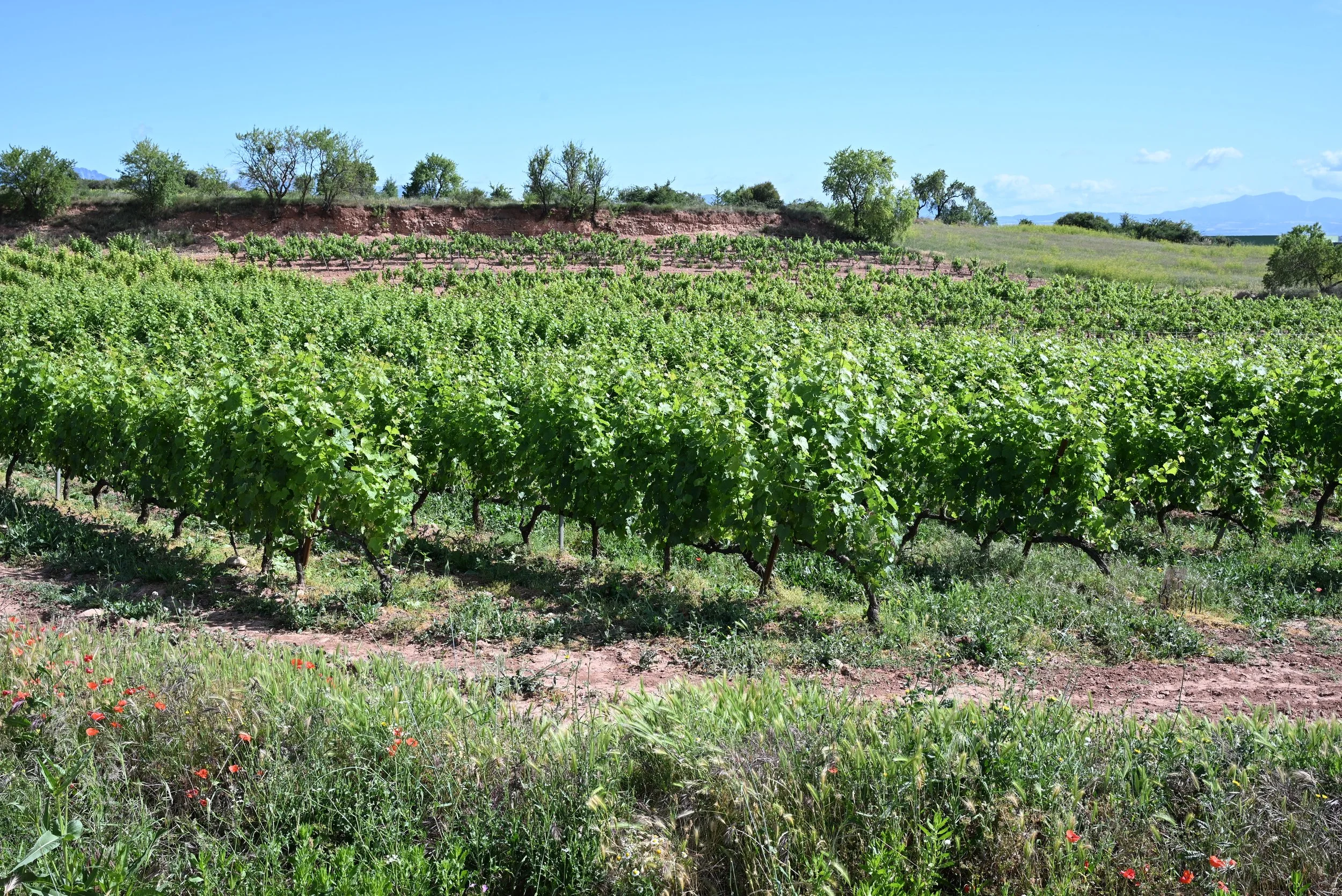 Elena Corzana Minutero Vineyard Navarrete