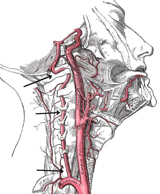 Chiropractic Adjustments: Safe and Effective, or a Hidden Risk? 