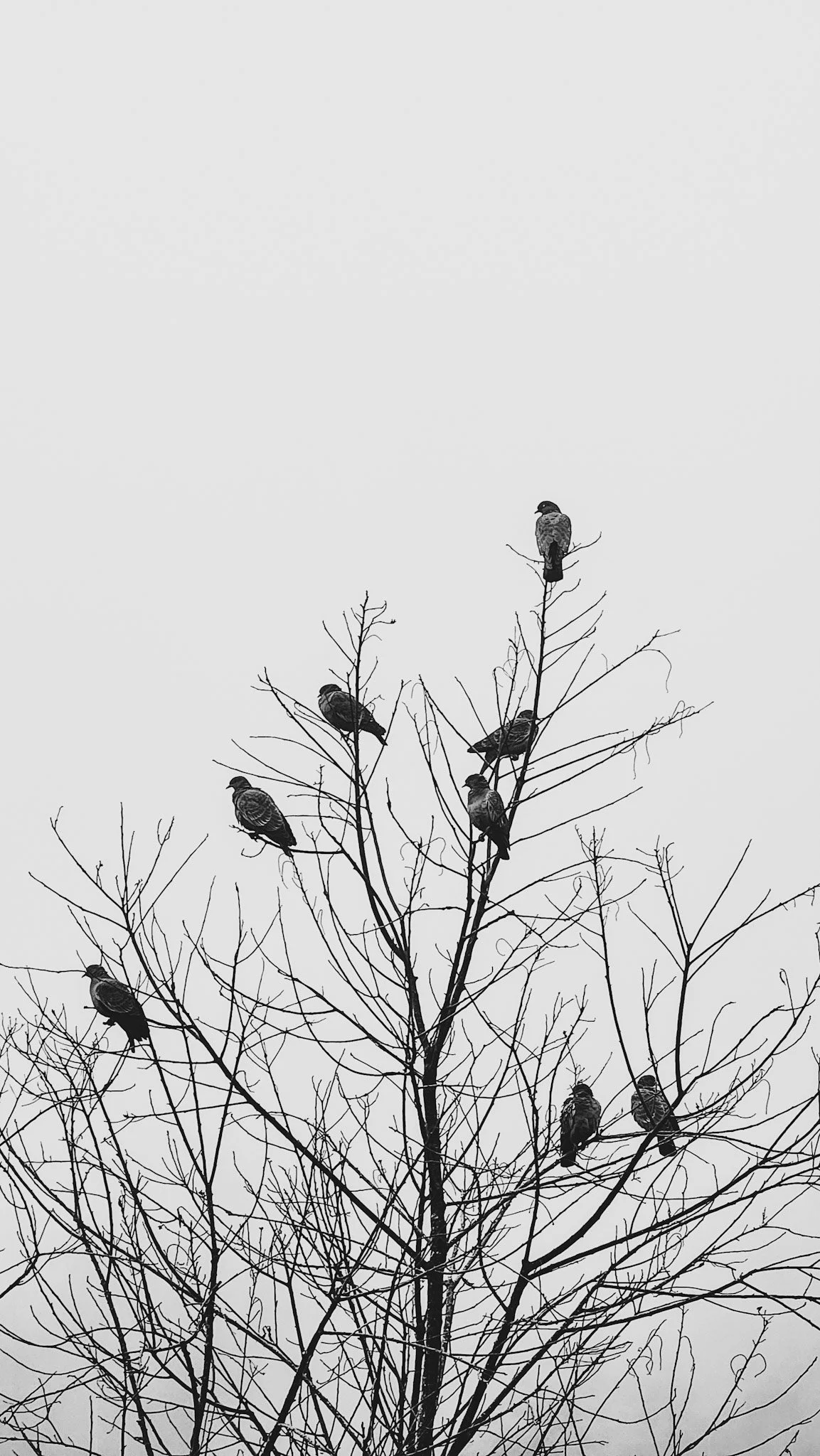 Árvore sem folhas com vários pássaros empoleirados nos galhos.