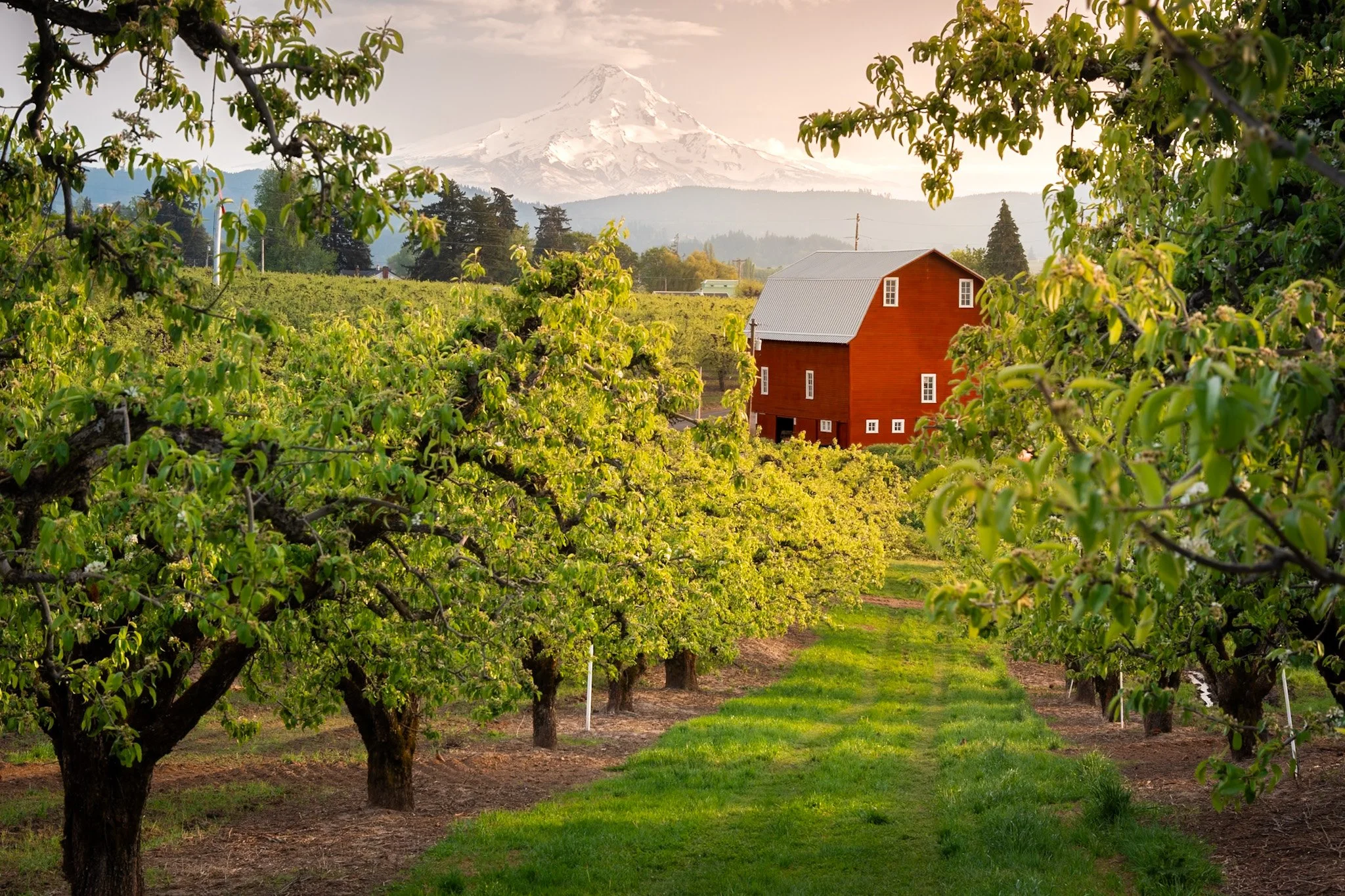 A scenic view of a vineyard orchard with a red barn, green grass, and trees, with a snow-capped mountain in the background during daytime.