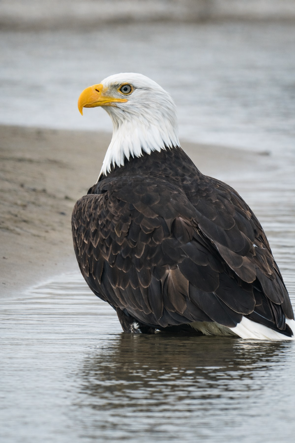 Ocean Bald Eagle.png