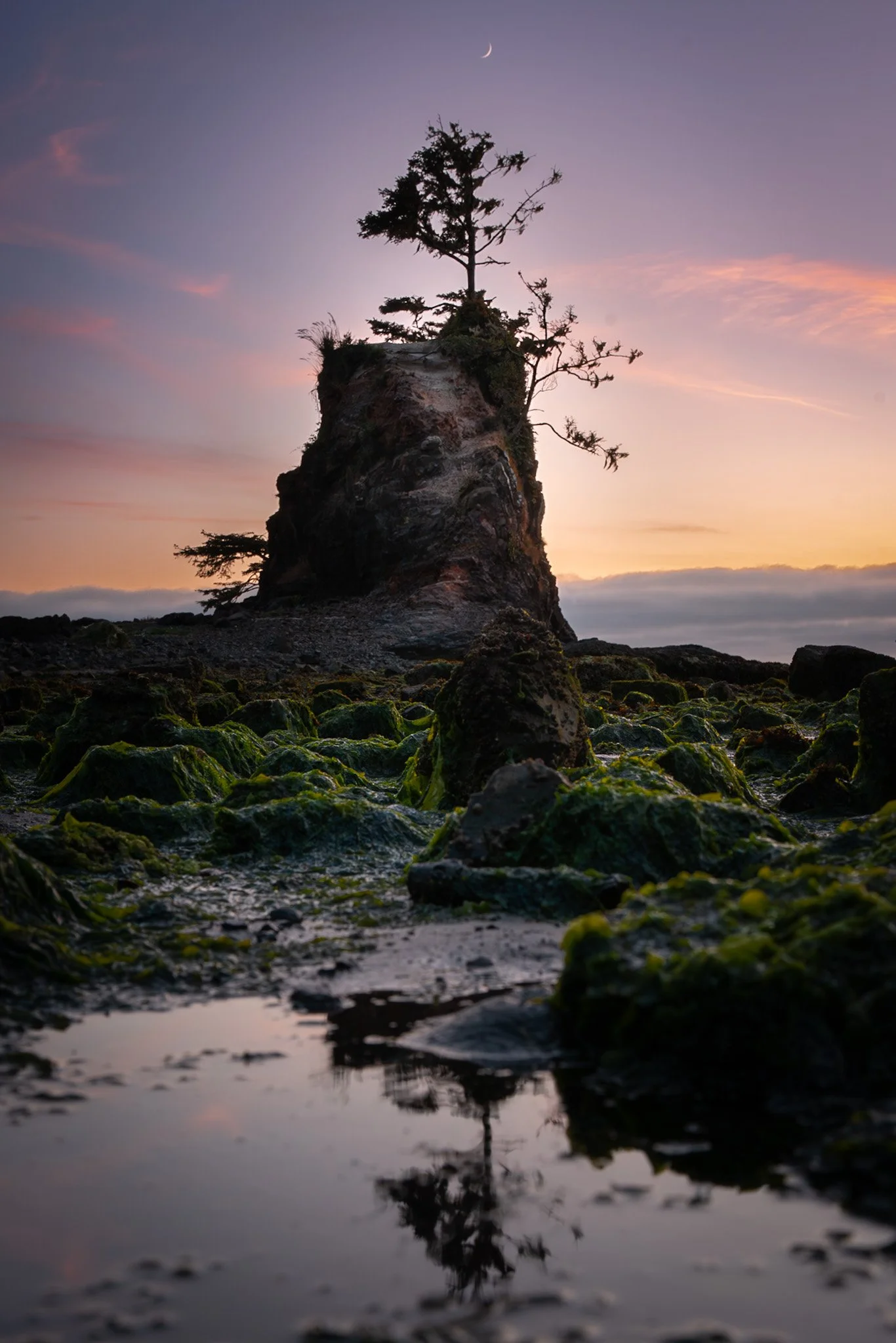 A tall, solitary tree growing on a rocky outcrop at sunset, with a crescent moon in the sky and green moss-covered rocks near the water in the foreground.