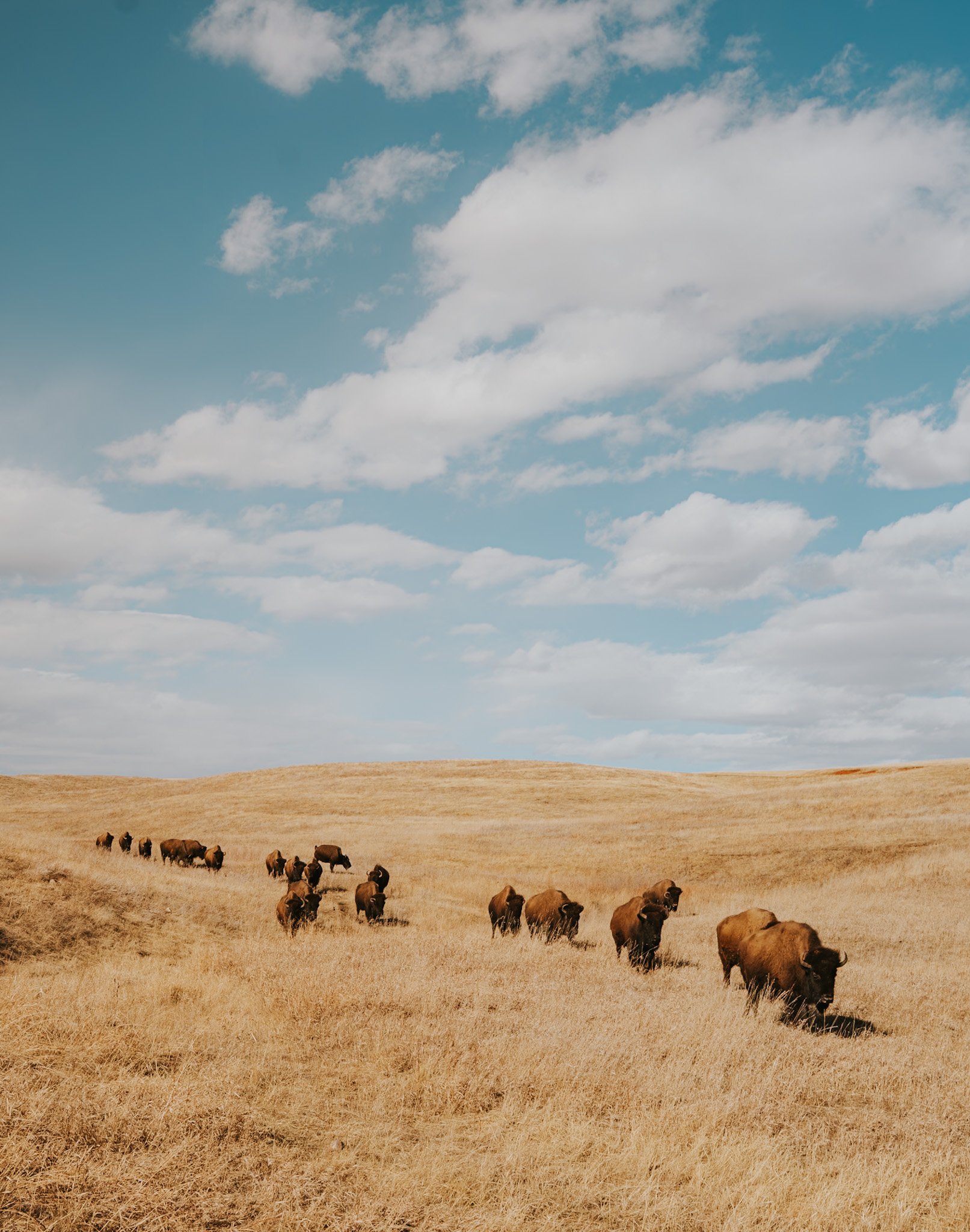 A herd of bison grazing in a dry grassland with a blue sky and scattered clouds.