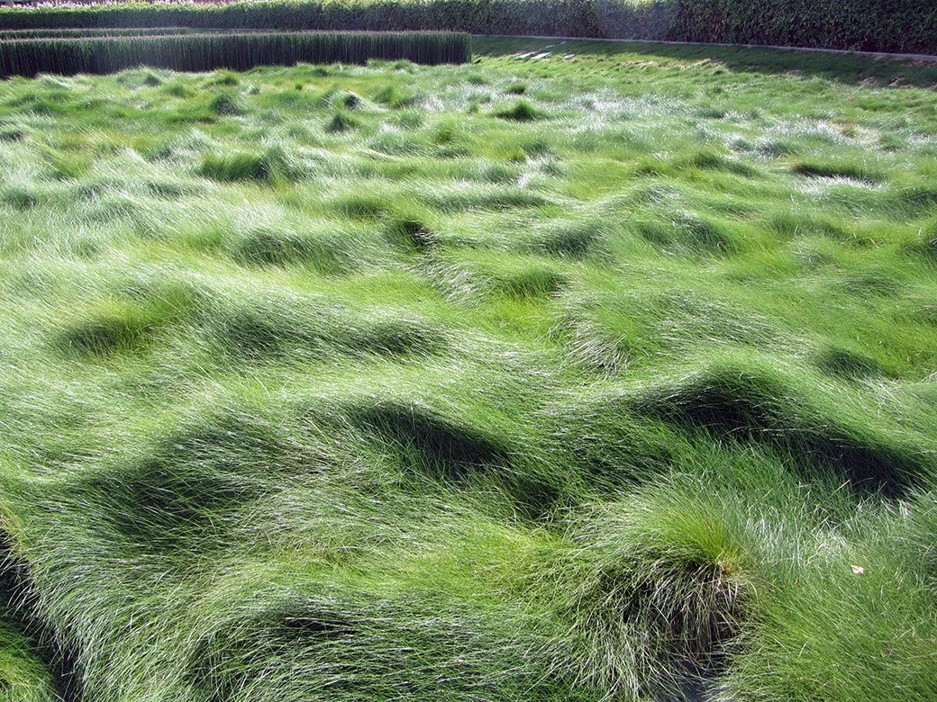 Festuca-rubra-Creeping-Red-Fescue.jpg