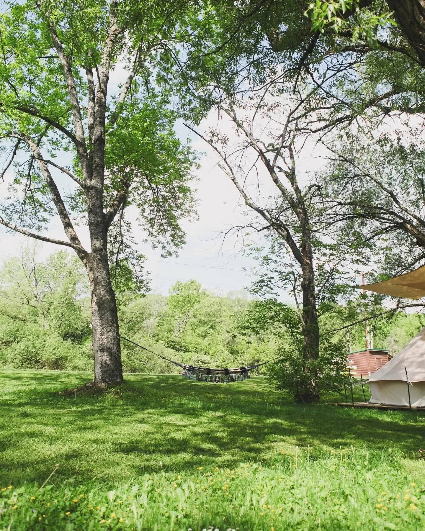 A green grassy area with tall trees and a hanging hammock between two trees in a park-like setting, a small structure or tent on the right, and a house or building in the background.