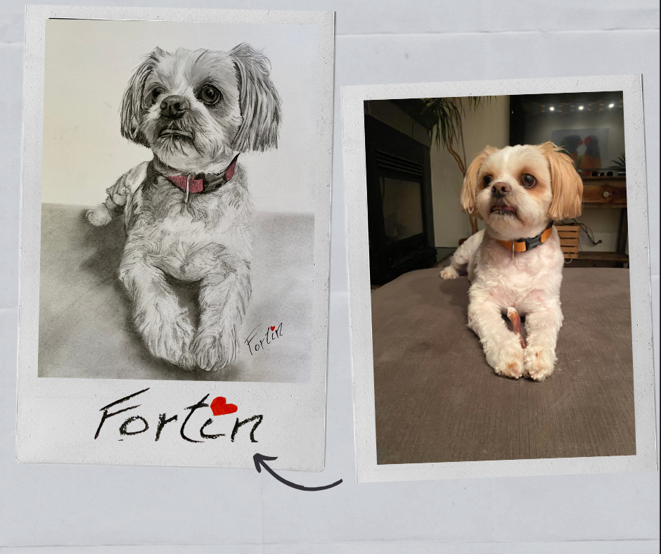 Un dessin et une photo d'un chien de compagnie, un petit chien blanc avec des oreilles brunes, portant un collier orange, allongé sur une surface brune. Le dessin est en noir et blanc, avec le nom "Forten" écrit en dessous, comprenant une petite étoile rouge sur le "o".