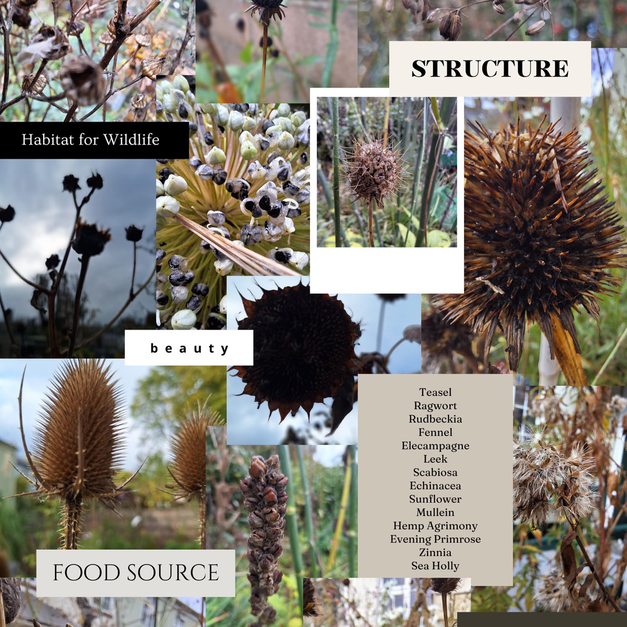 Reasons to Celebrate Seedheads: Autumn Seed Collecting and Winter Interest in Devon Gardens