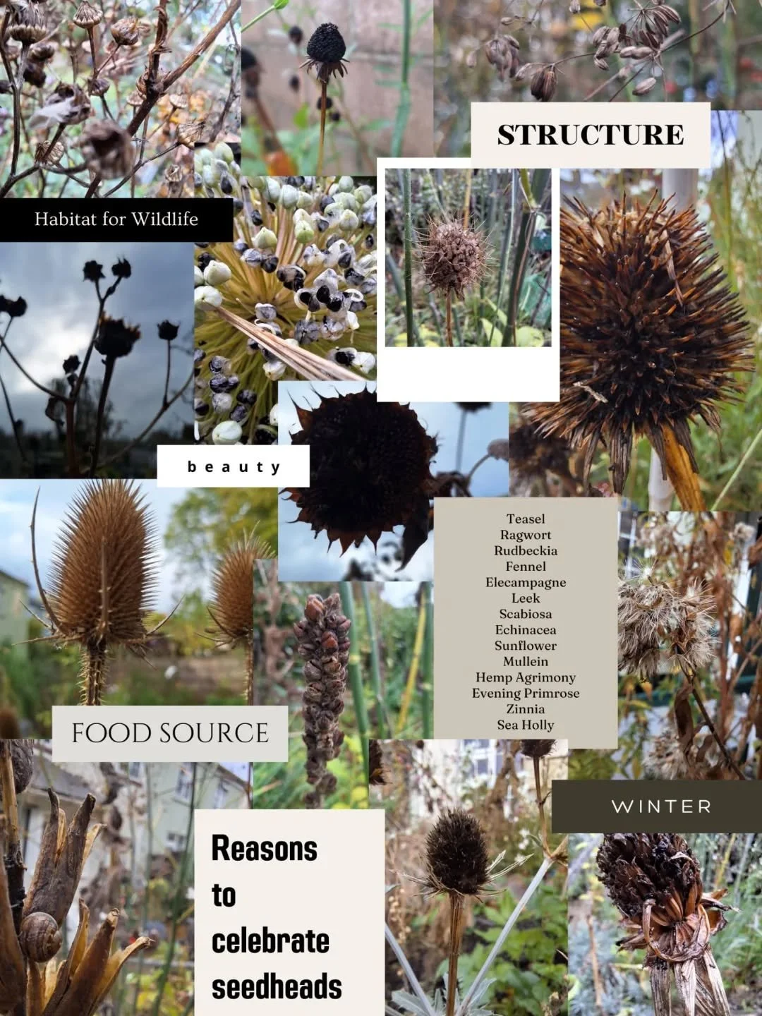 Even on a wet, windy and grey day like today, these seedheads look beautiful, and as well as providing some amazing winter structure to your garden, seedheads provide vital habitat for wildlife and are a great food source for birds, especially Goldfi