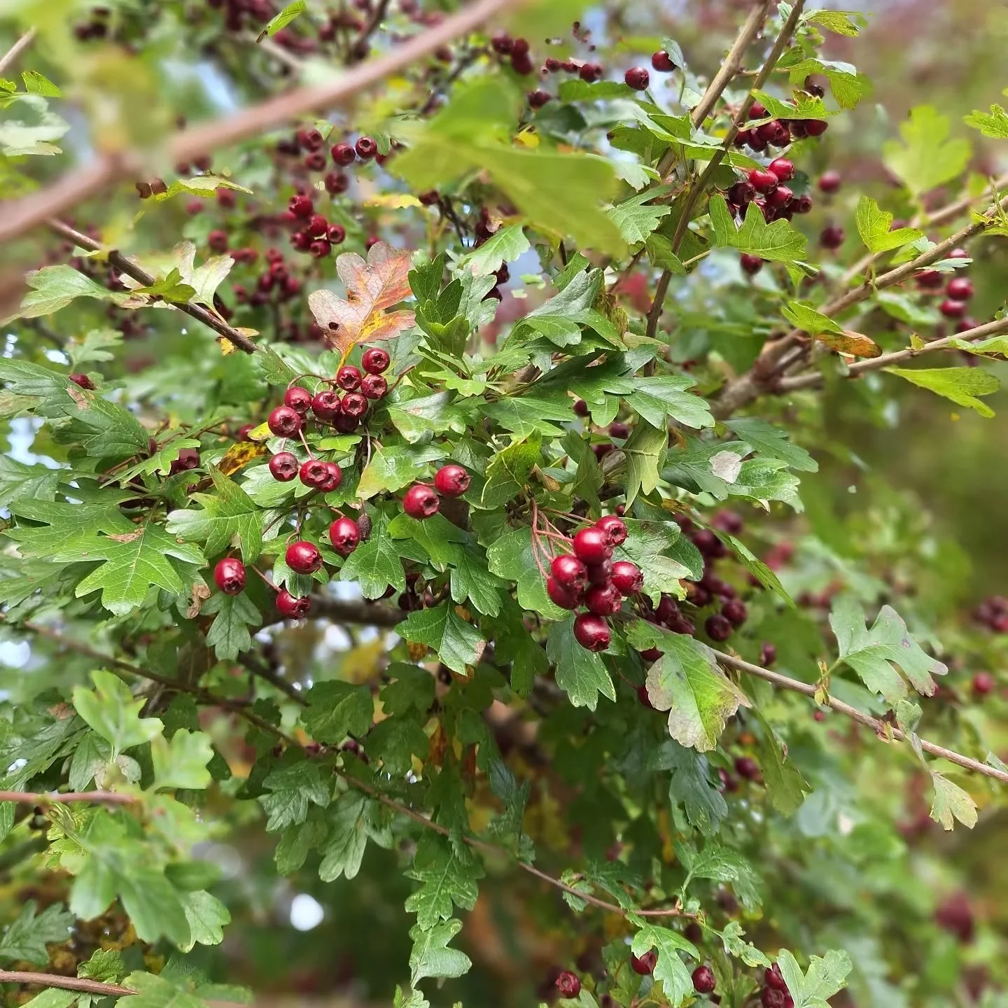 This week's wildlife hero: the humble Hawthorn 🌿
Berries for birds, blossom for pollinators  and shelter for countless insects. 
This plant has amazing medicinal properties too, and is renowned for its heart health &hearts;️ 

Are you thinking of ad