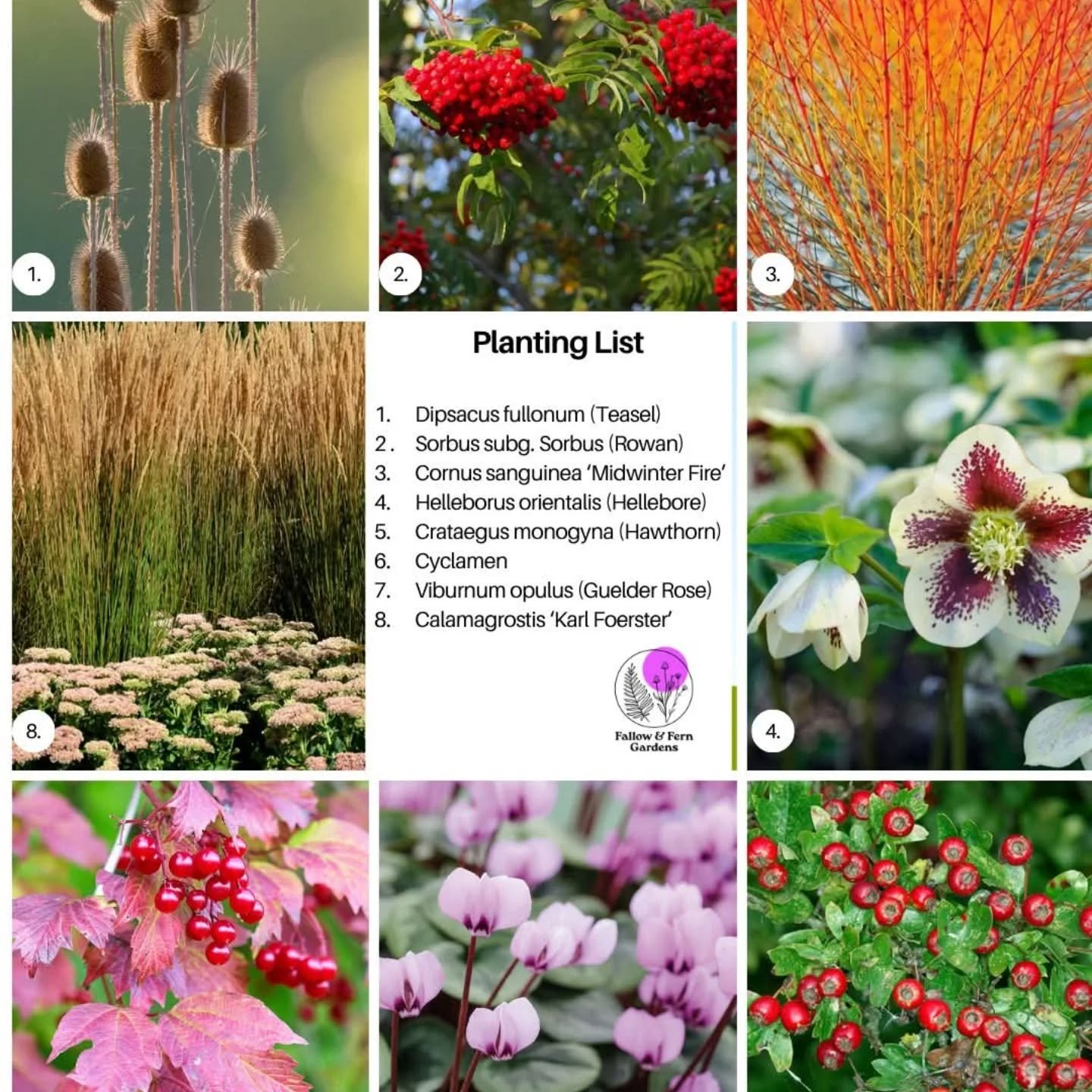Even in the quiet months, your garden can buzz with life.
Shrubs with berries, grasses with seedheads, and winter flowers all offer vital food and shelter for wildlife. 🌾🕊️
Plant now for a garden that supports nature all year round

Here are a few 