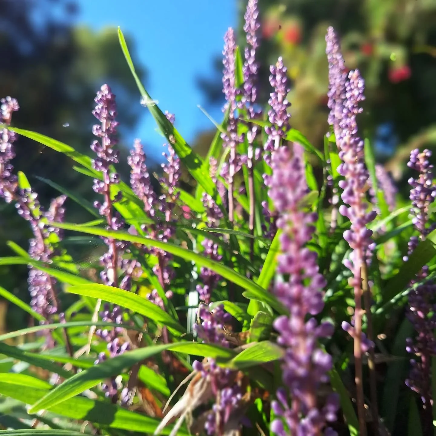 Liriope muscari really shining into October 😍🌱
What is your favourite autumnal plant?

#AutumnGardening #autumn #EcoGardening #SustainableGardening #wildlifegardener #gardeningforhealth #greenplanet #green #gardenartist #gardeninspiration #wildbiom