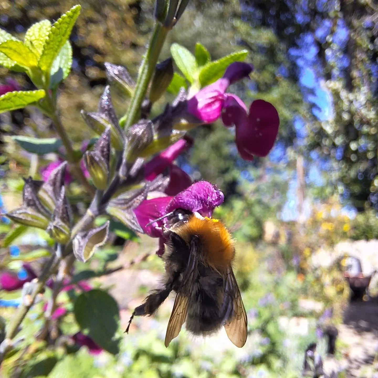Bee acrobatics, i can't believe it's October already! Still lots of flowers, still lots of bees and still plenty of sun, the darker days are approaching but not quite yet...

#EcoGardening #sustainability #SustainableGardening #TotnesGardening #wildl