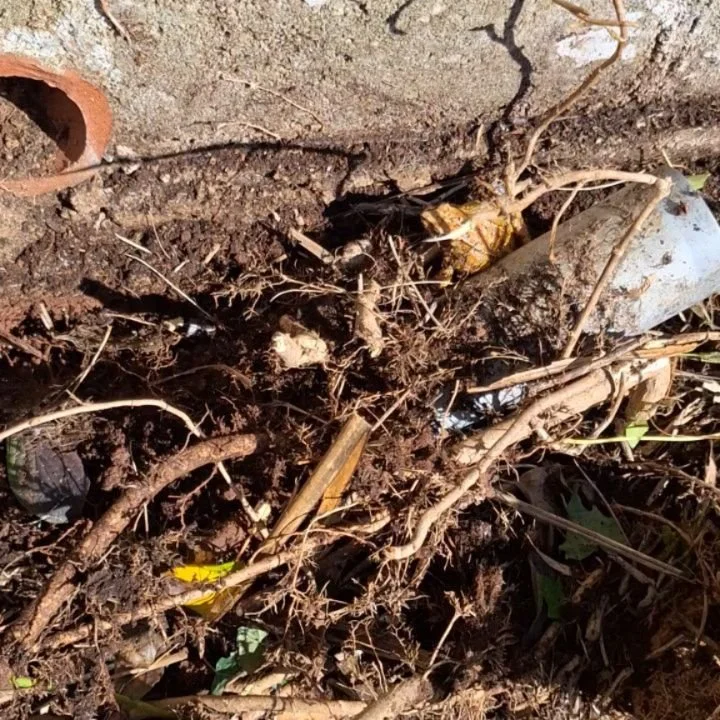 Monday morning, dragging my ass out of bed... I don't know about you, but it was a struggle this morning! Then, when I got to work in my clients garden, I got a few reminders as to why I do this job and love it so much 🐸 🦋 

Also, this huge frog wa