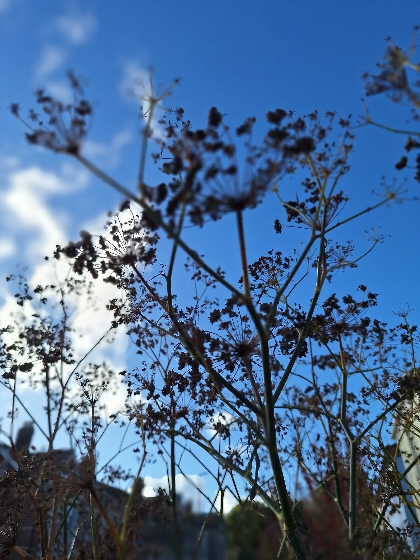 November again already! Blue skies and seed heads silhouettes 

#TotnesGardening #GardeningForWildlife #gardenartist #GardensWithSoul #gardendesigner #SustainableGardening #wildlifegardener #gardeningforhealth #greenplanet #gardening #gardeninspirati