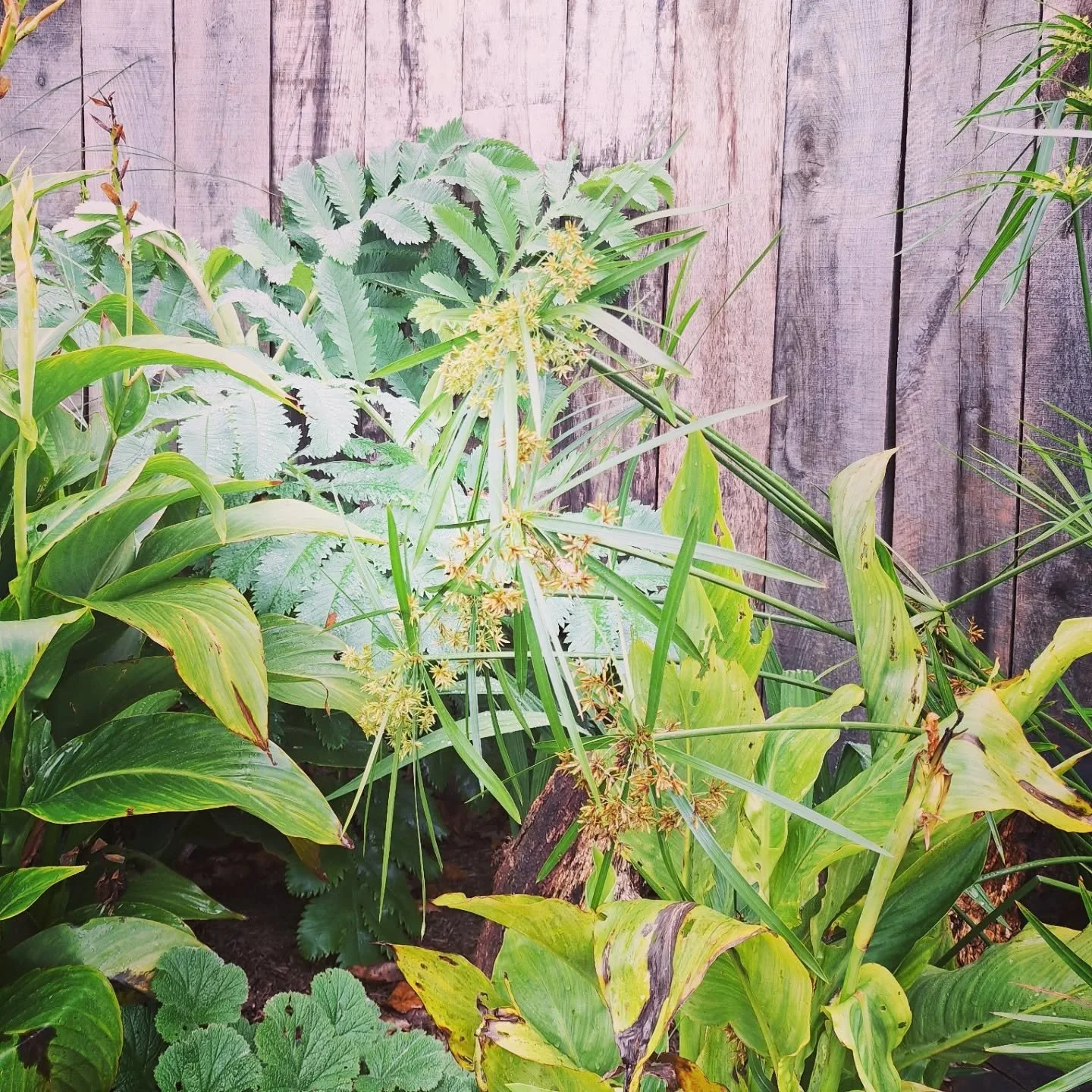 November is so warm this year, yesterday it was 19 degrees where I was working in south devon!
It's definitely good for this tropical styled garden I'm currently working in as the plants are still thriving and lush. 
Ecosystem impact not so great, th