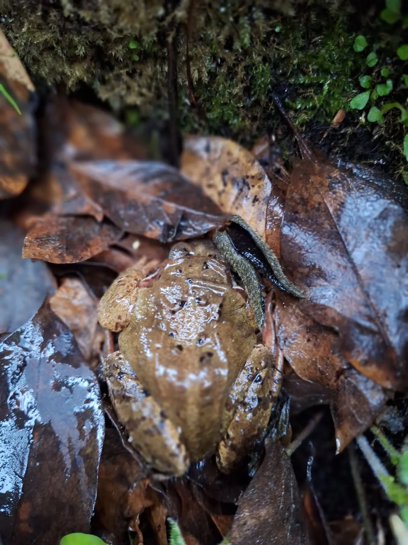 Leave your leaves 🍃 
They feed the earth, nourish our trees, give protection to creatures, gold dust for our planet!
Hide, Mr Toad, frosts are upon us ❄️ 

#EcoGardening #SustainableGardening #TotnesGardening #WildlifeGardens #WildlifeFriendlyGarden